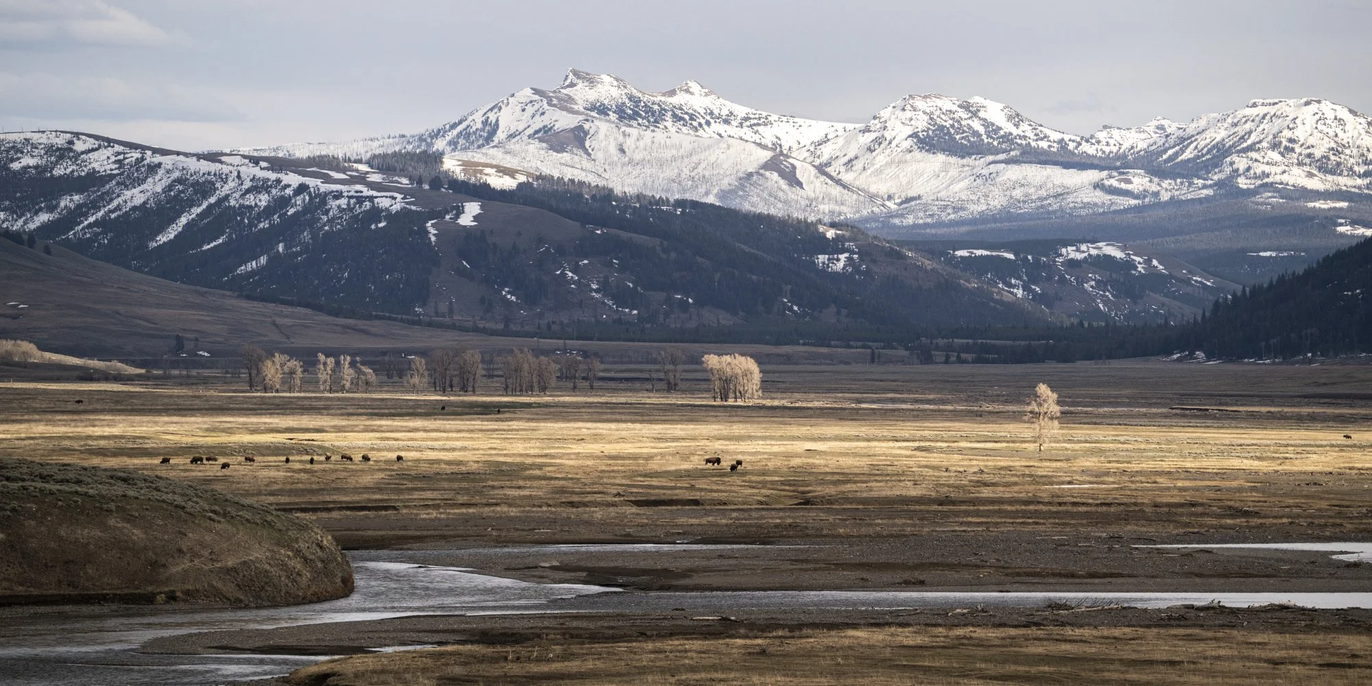 2024-04-24 Yellowstone-5758.jpg
