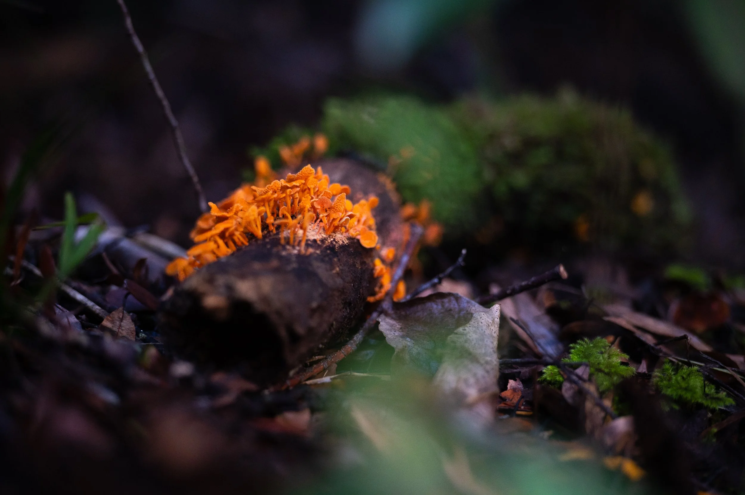 Northland - Trounsen Kauri.jpg