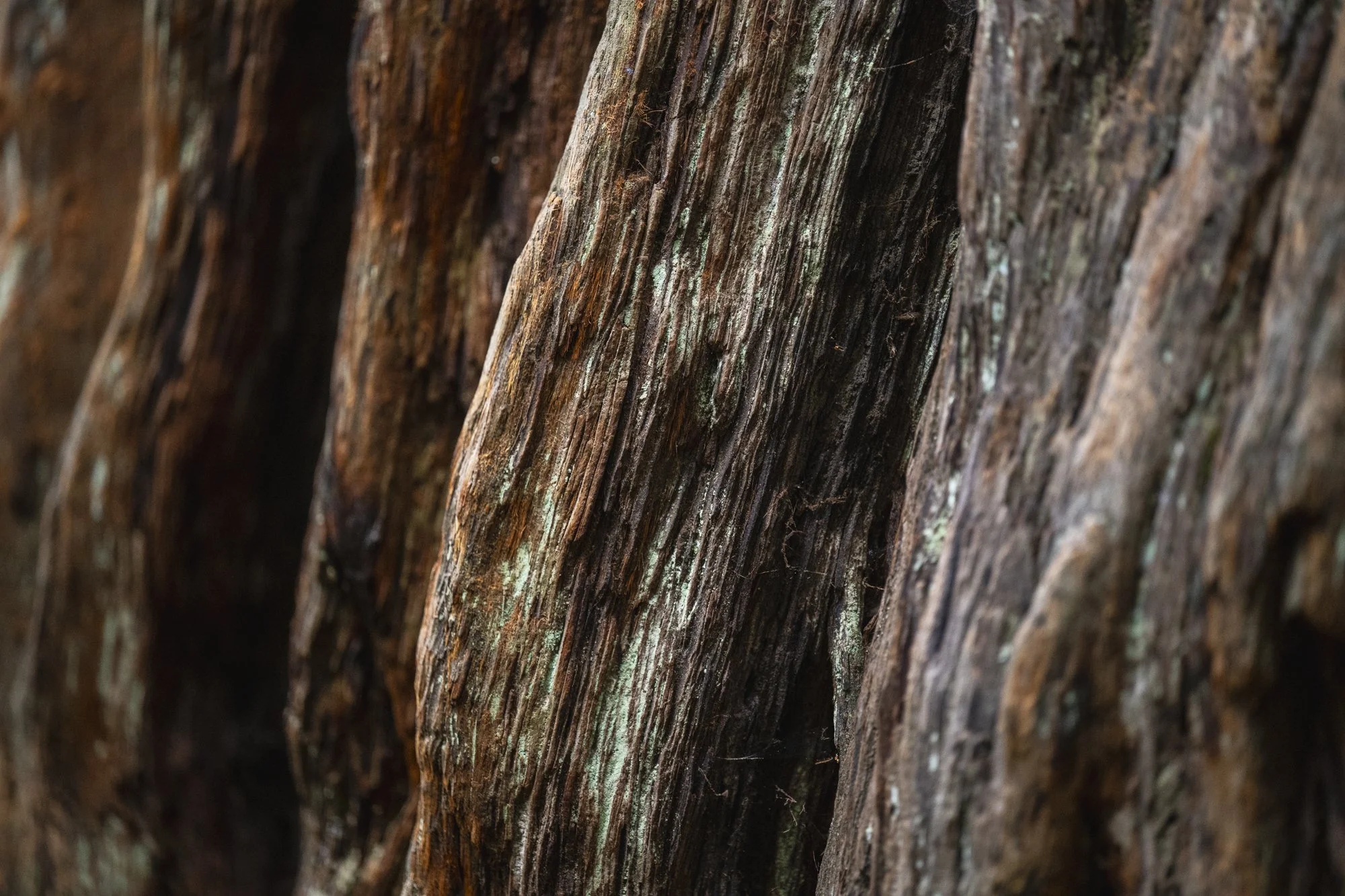 2024-04-06 West Coast USA-9953.jpg