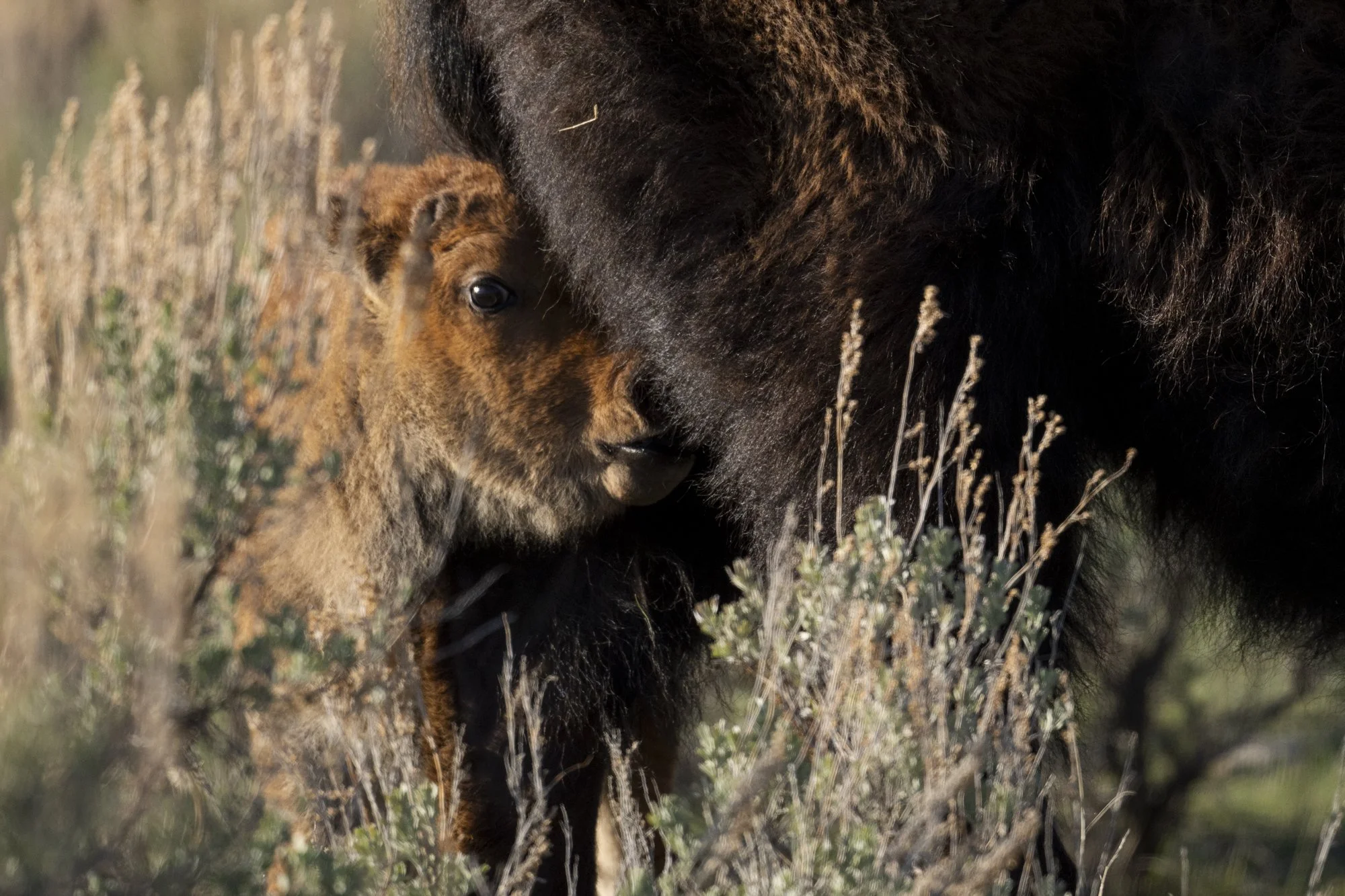 2025-05-03 Yellowstone-8072.jpg