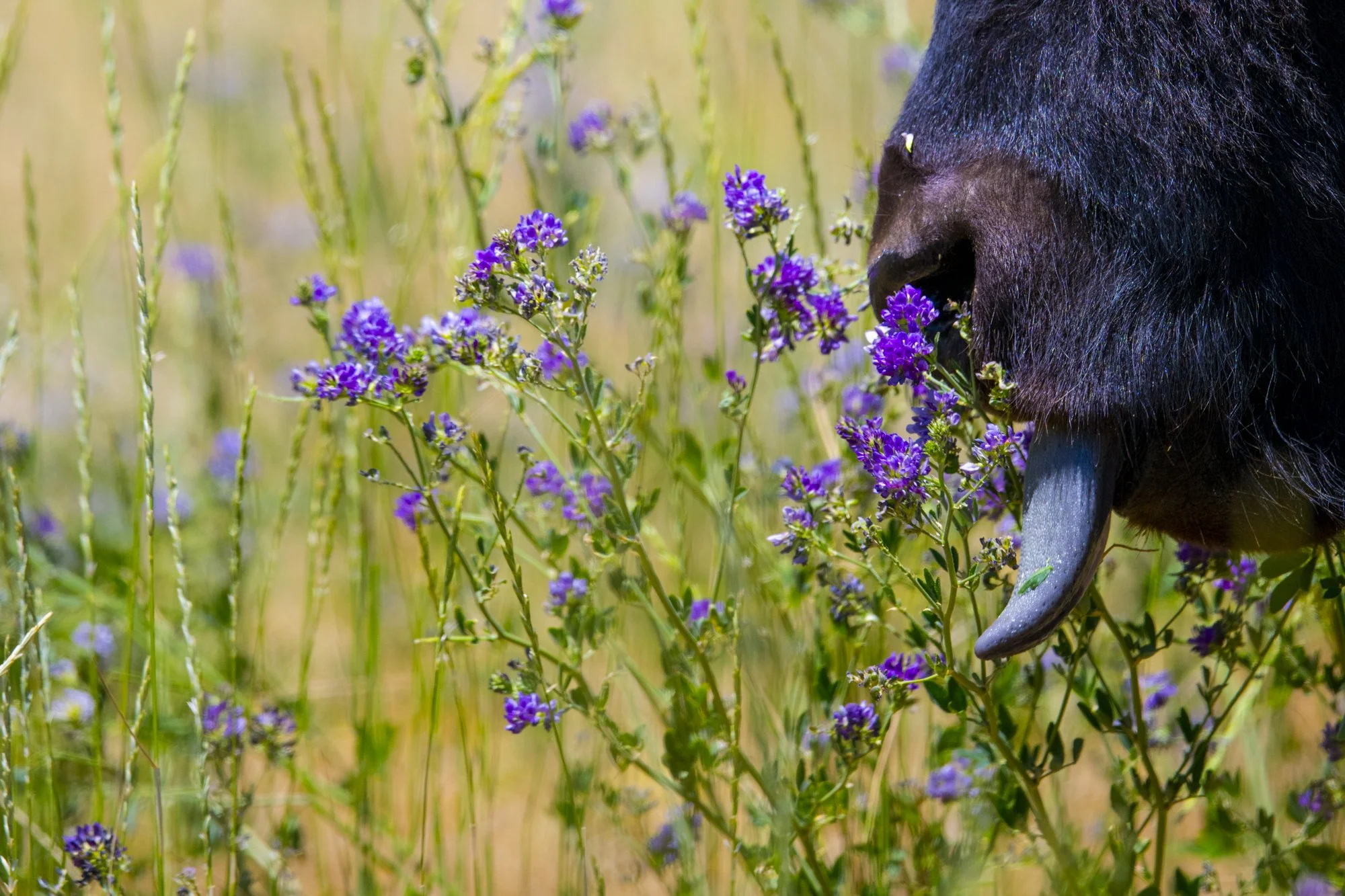 2024-06-18 Antelope Island-1469.jpg
