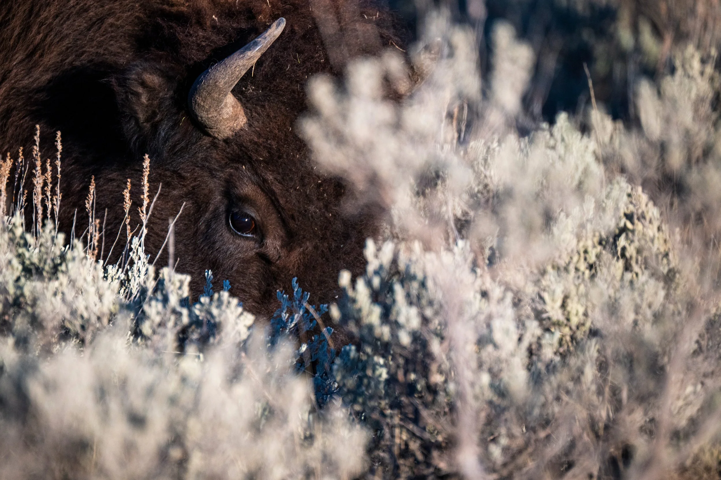 2024-10-19 Yellowstone-4555-2.jpg