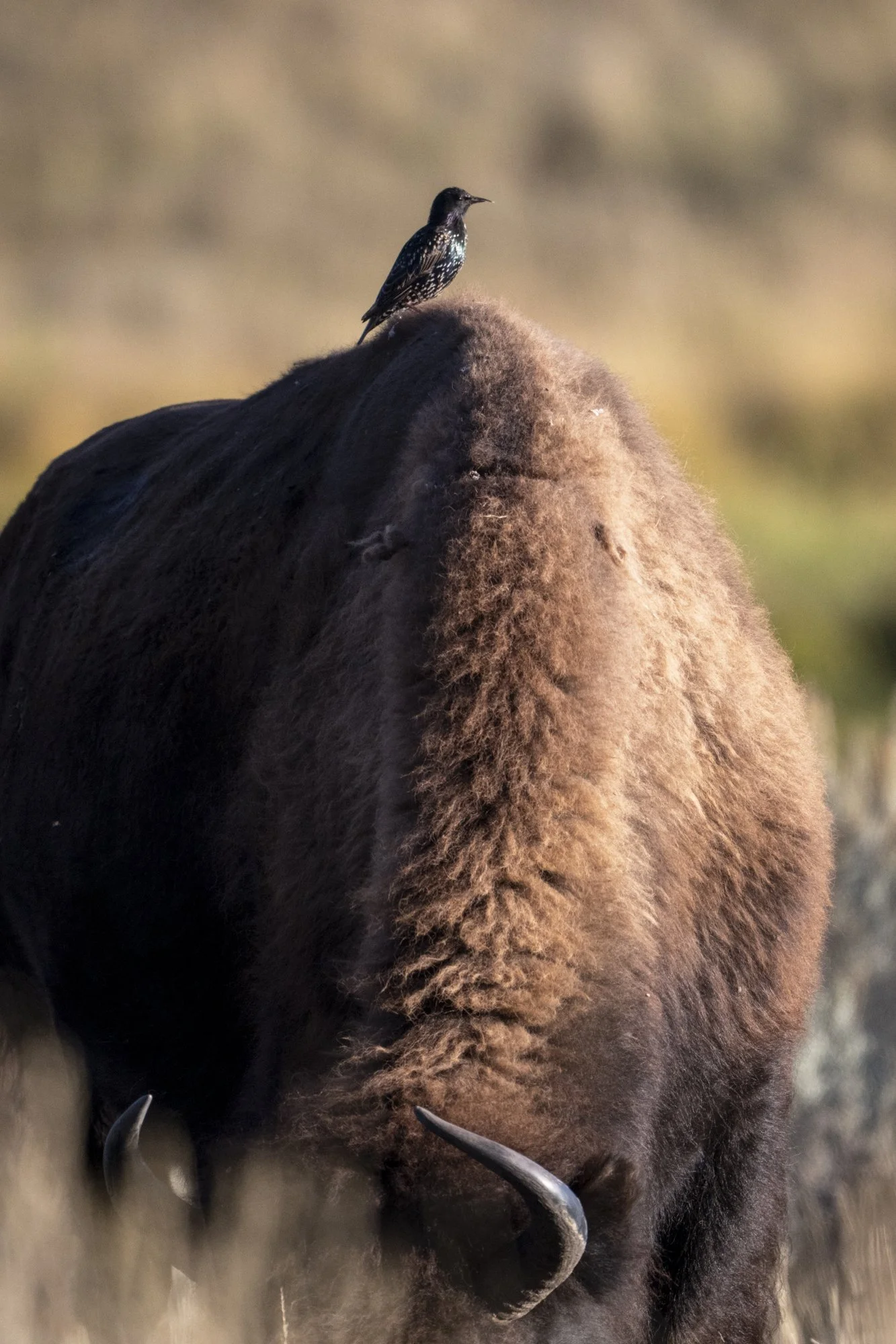 2024-09-23 Yellowstone-4221.jpg