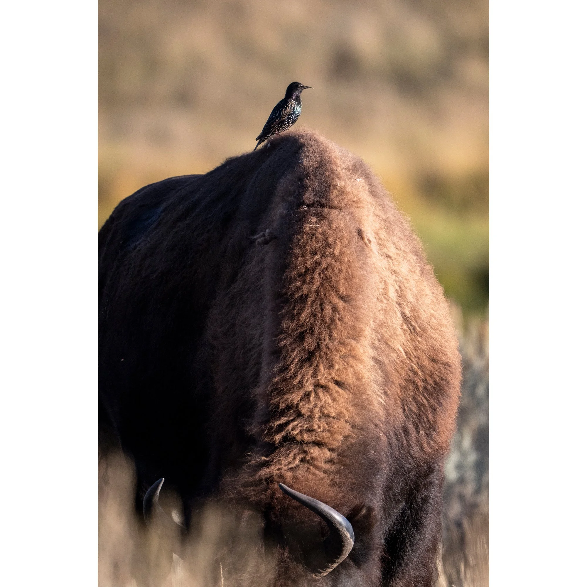 Bison Perch