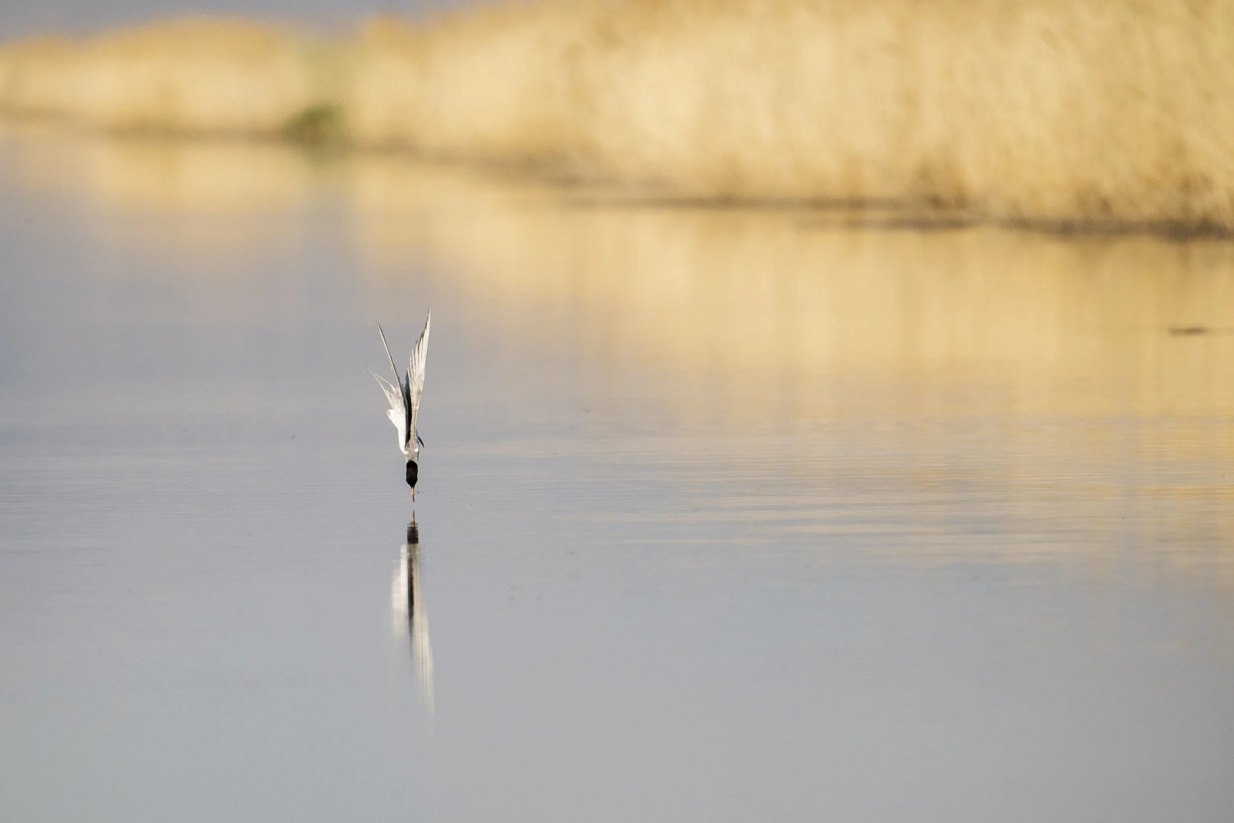 2024-07-10 Bear River Bird Refuge-1441.jpg