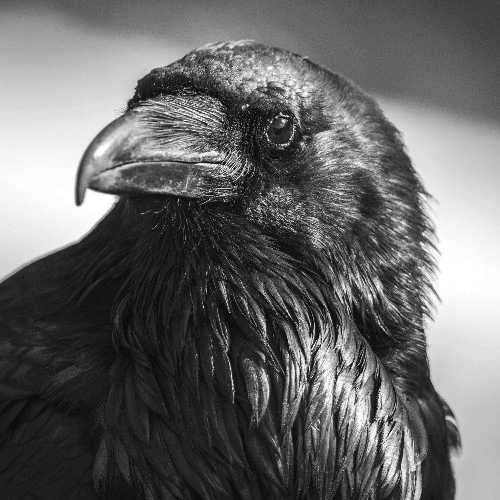 2024-04-24 Yellowstone-5496.jpg