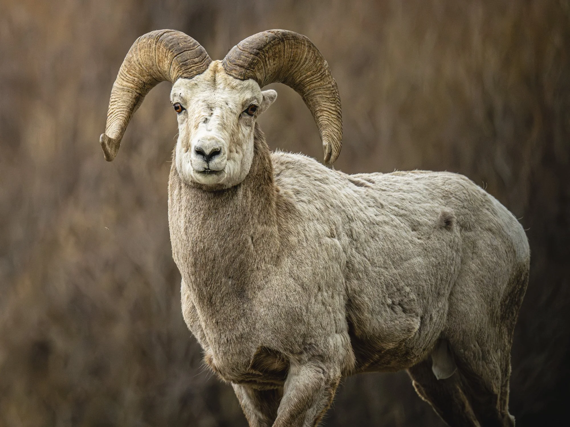 2024-04-25 Montana-6020-Enhanced-NR.jpg