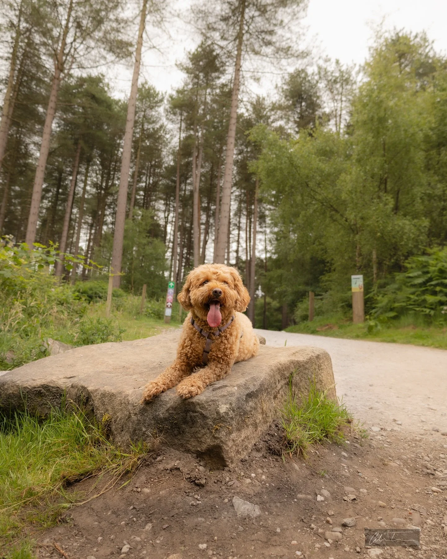 Cannock Chase Photo Dump with the wife and doggo! 🏃🏼&zwj;♀️🦮

#photographer #canon #cannockchaseforest #canonphotography #canonuk