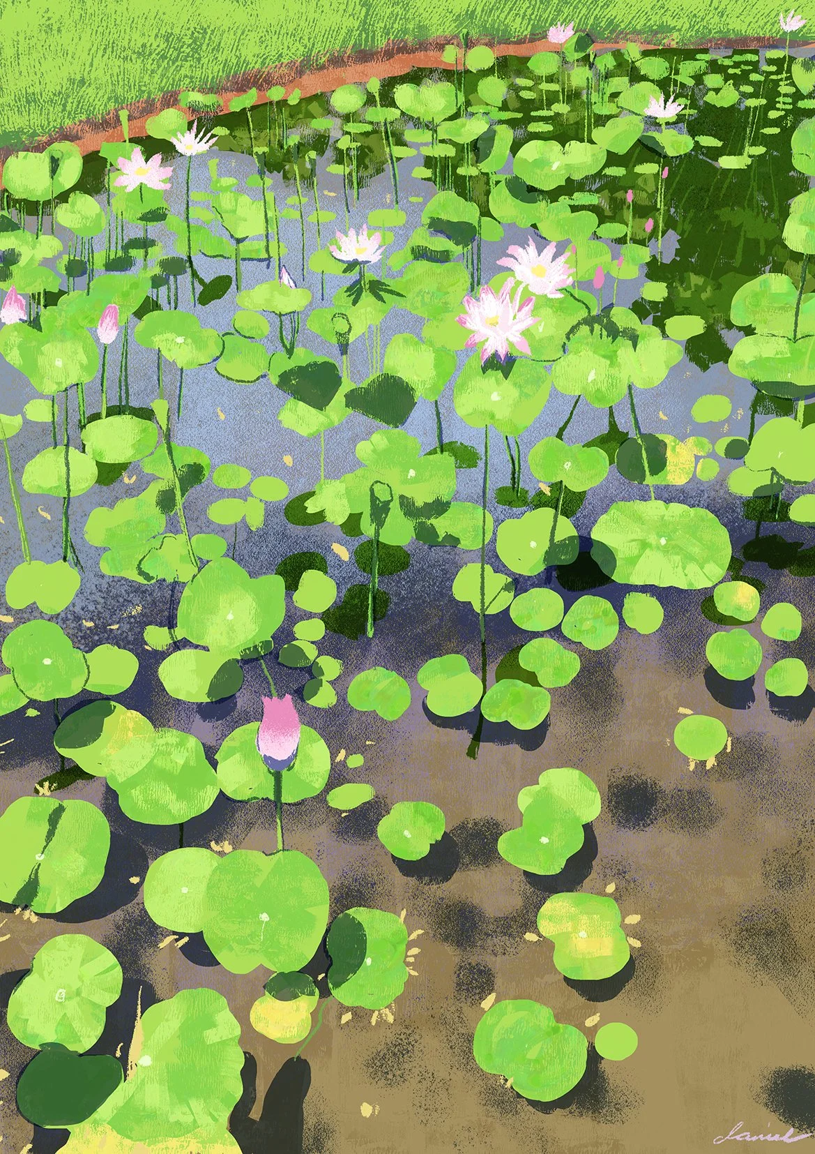SGN032 Blooming Lotus pond