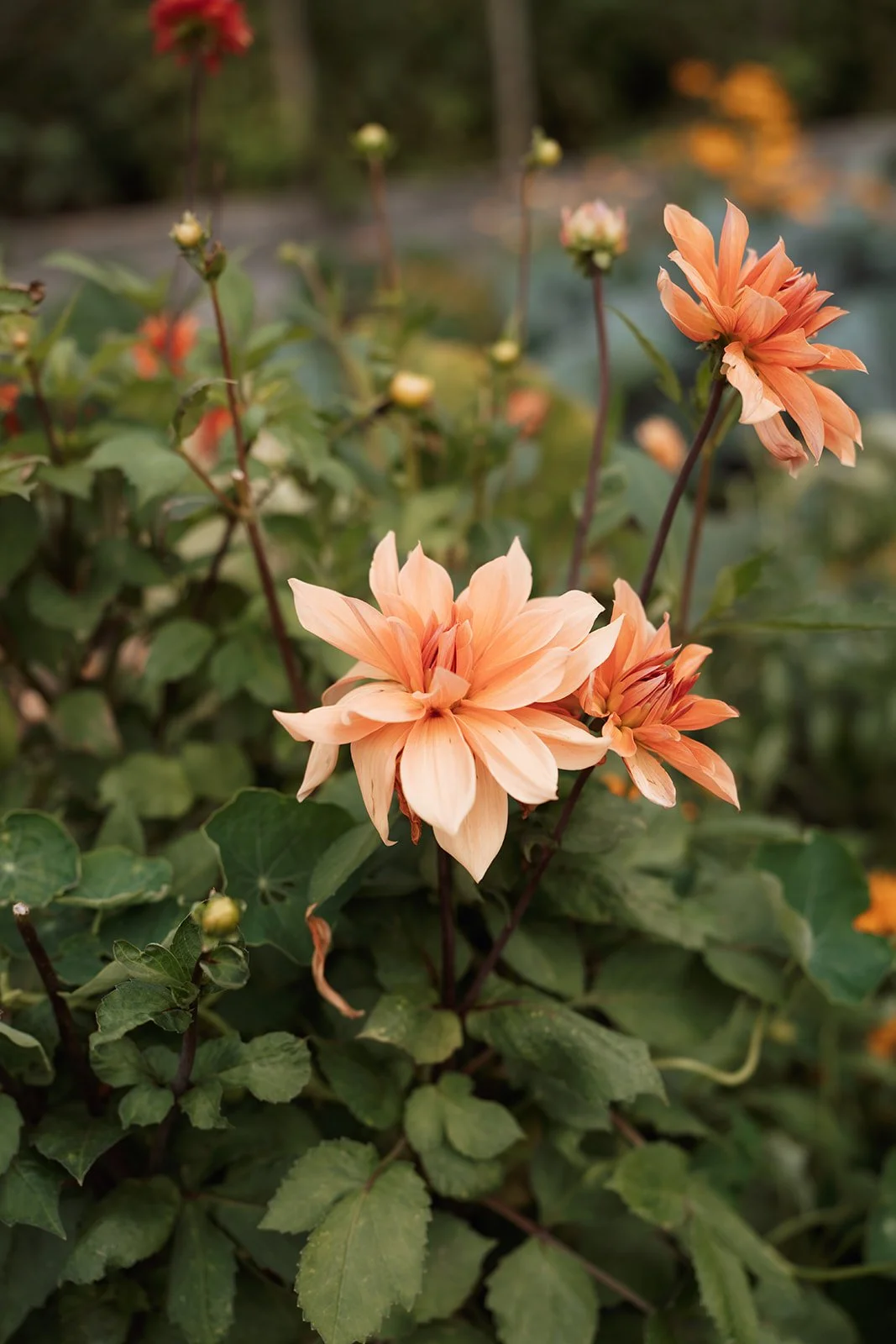 Jen and Sam-08-2025-07831-2.jpg