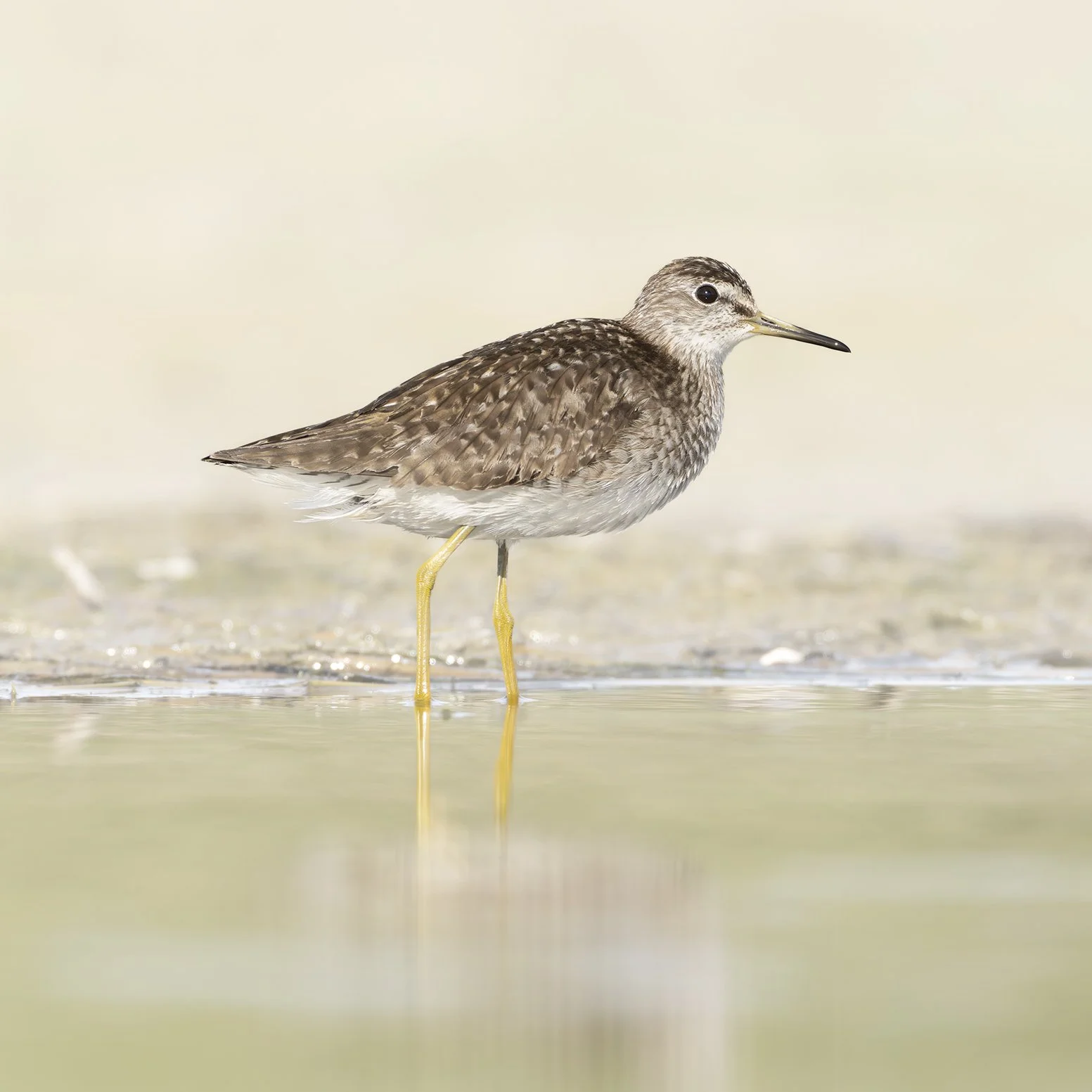 Bruchwasserläufer