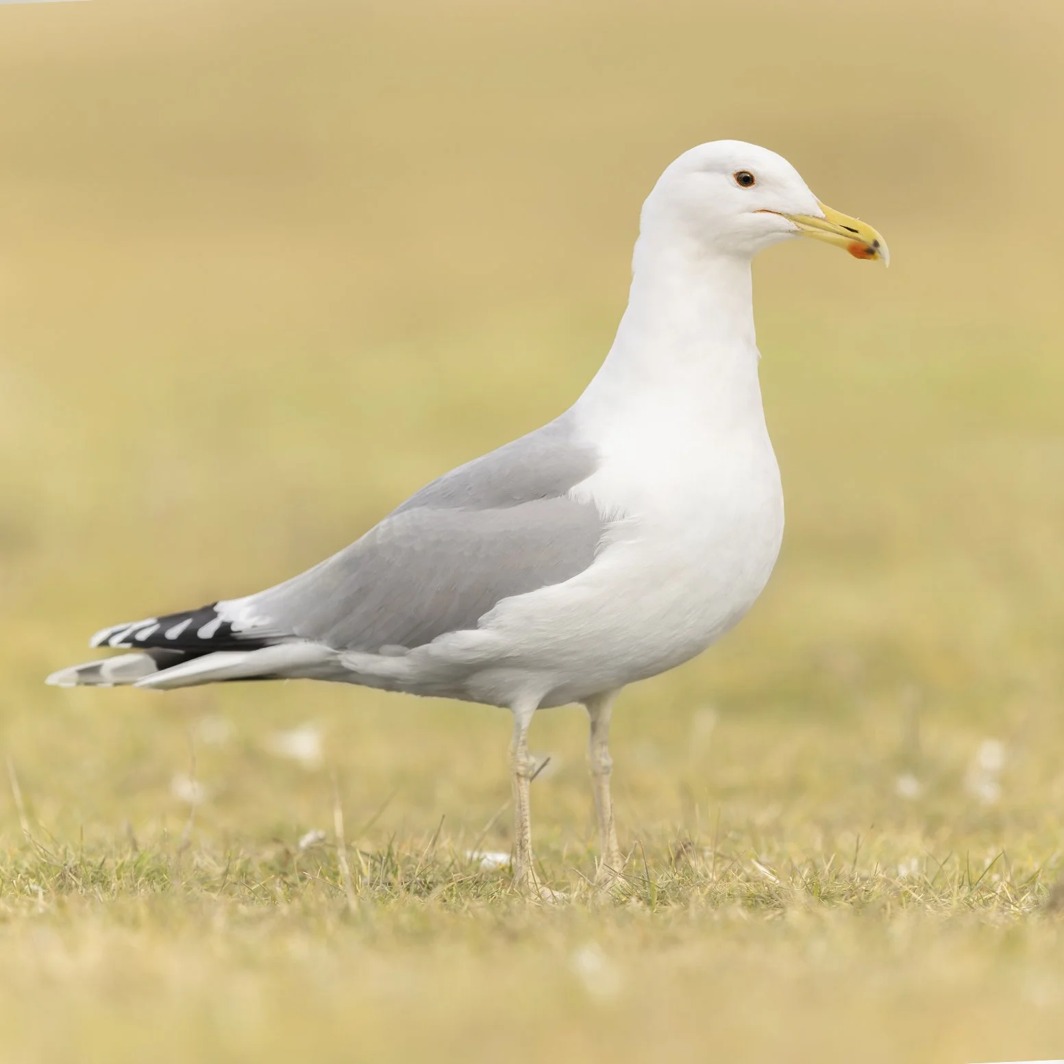 Steppenmöwe