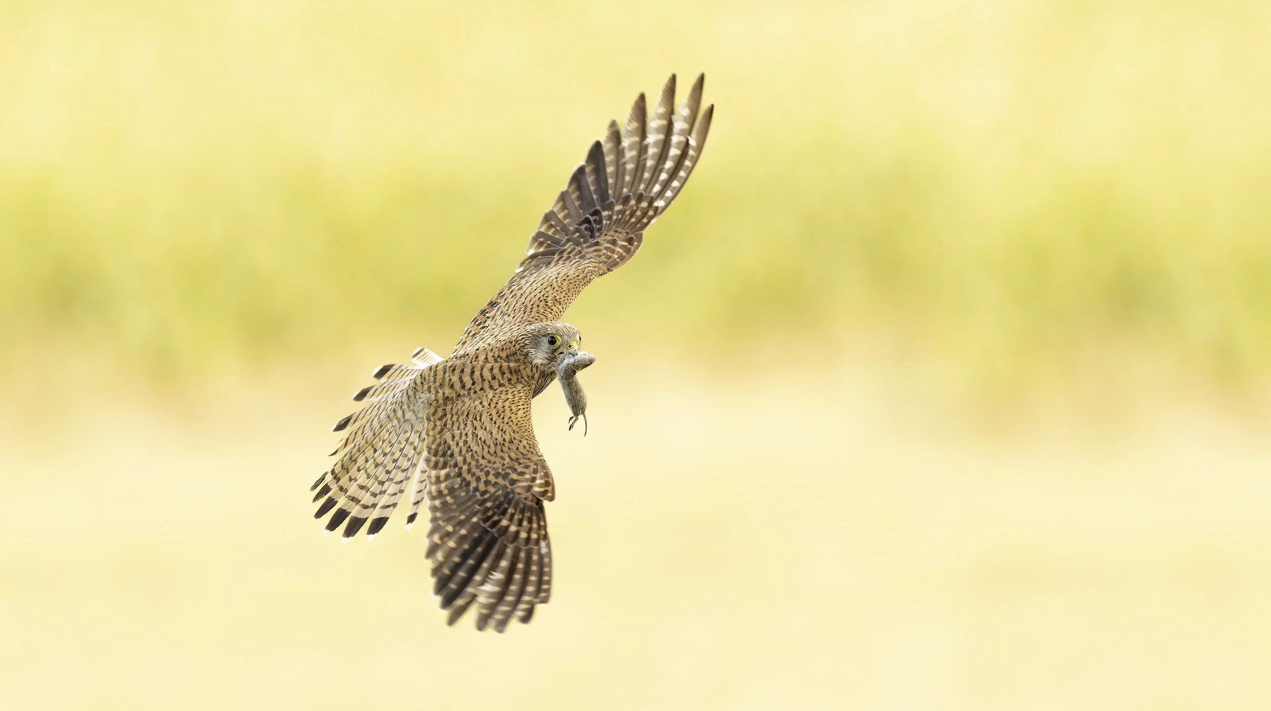 Whitebots-nature-kestrel-16zu9-03 copy.jpg