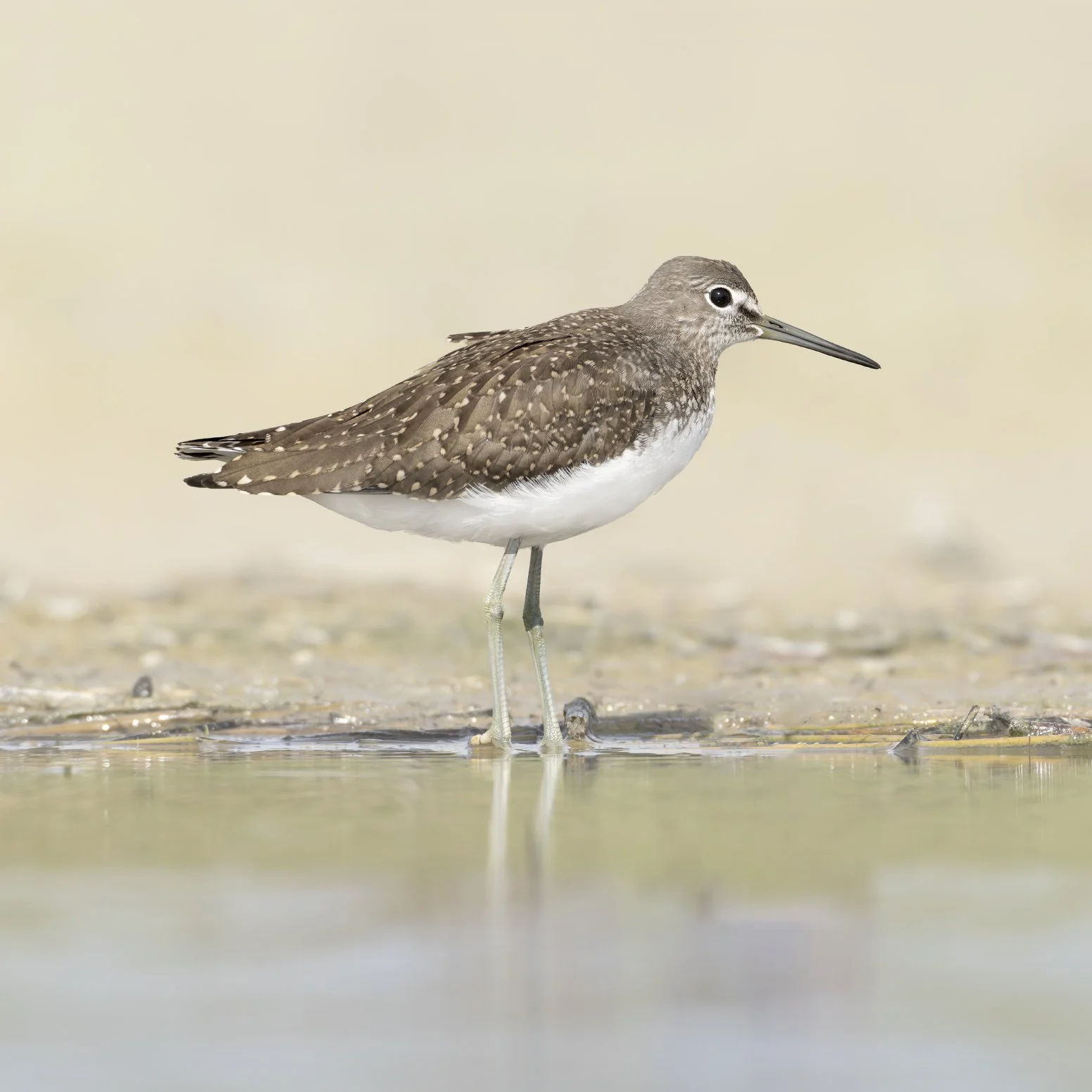 Waldwasserläufer