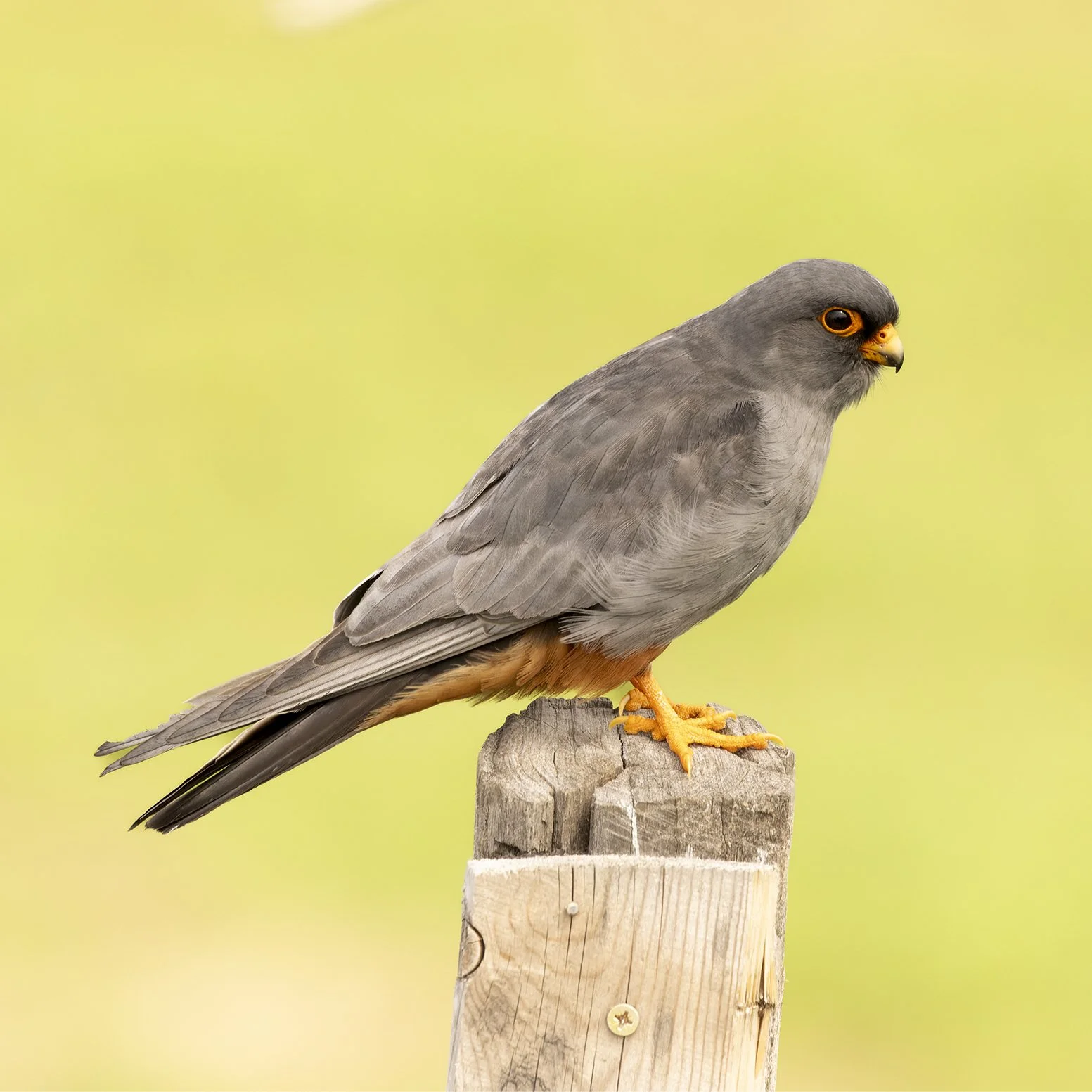 Rotfußfalke