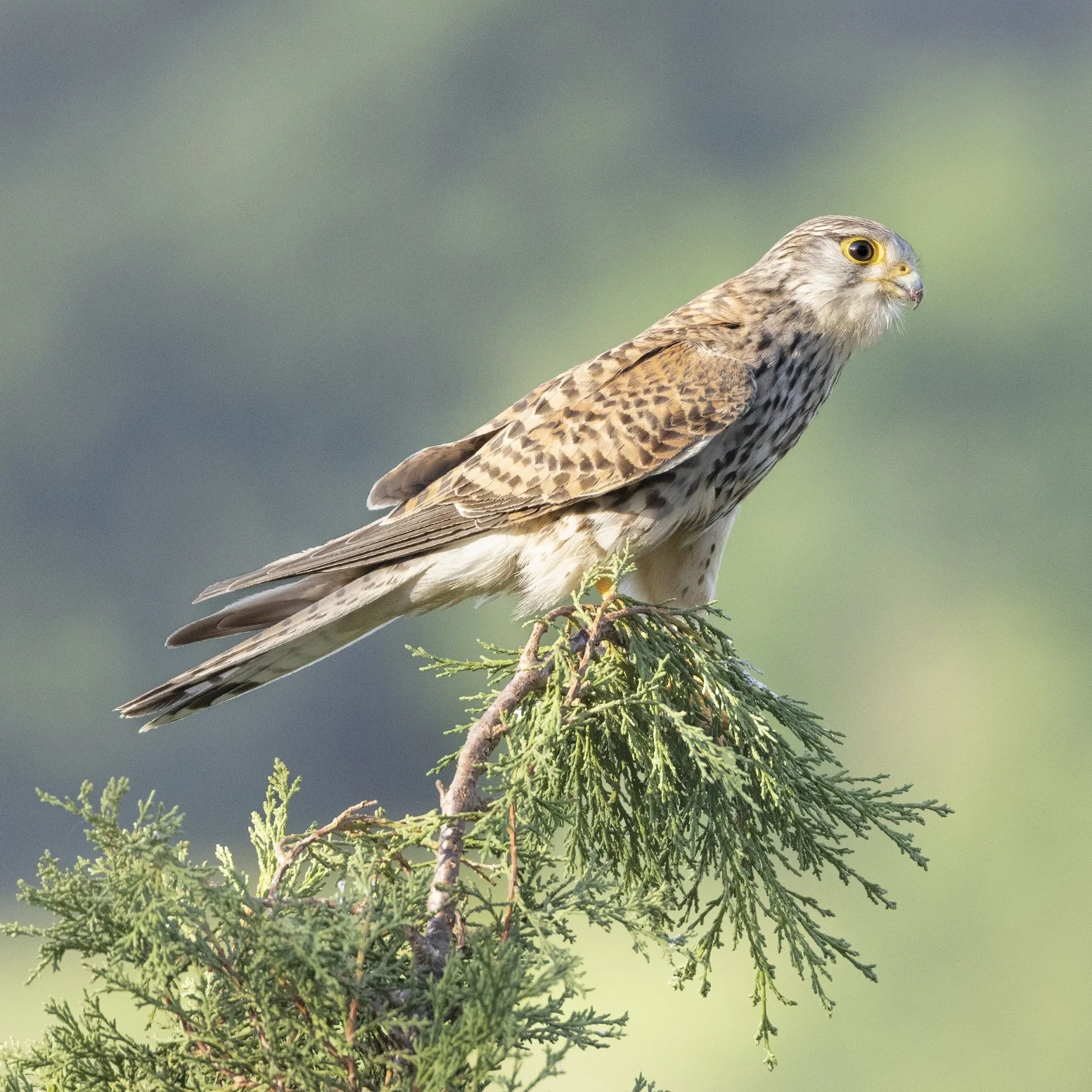 Turmfalke
