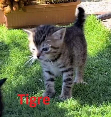 Toya Tigre.jpg