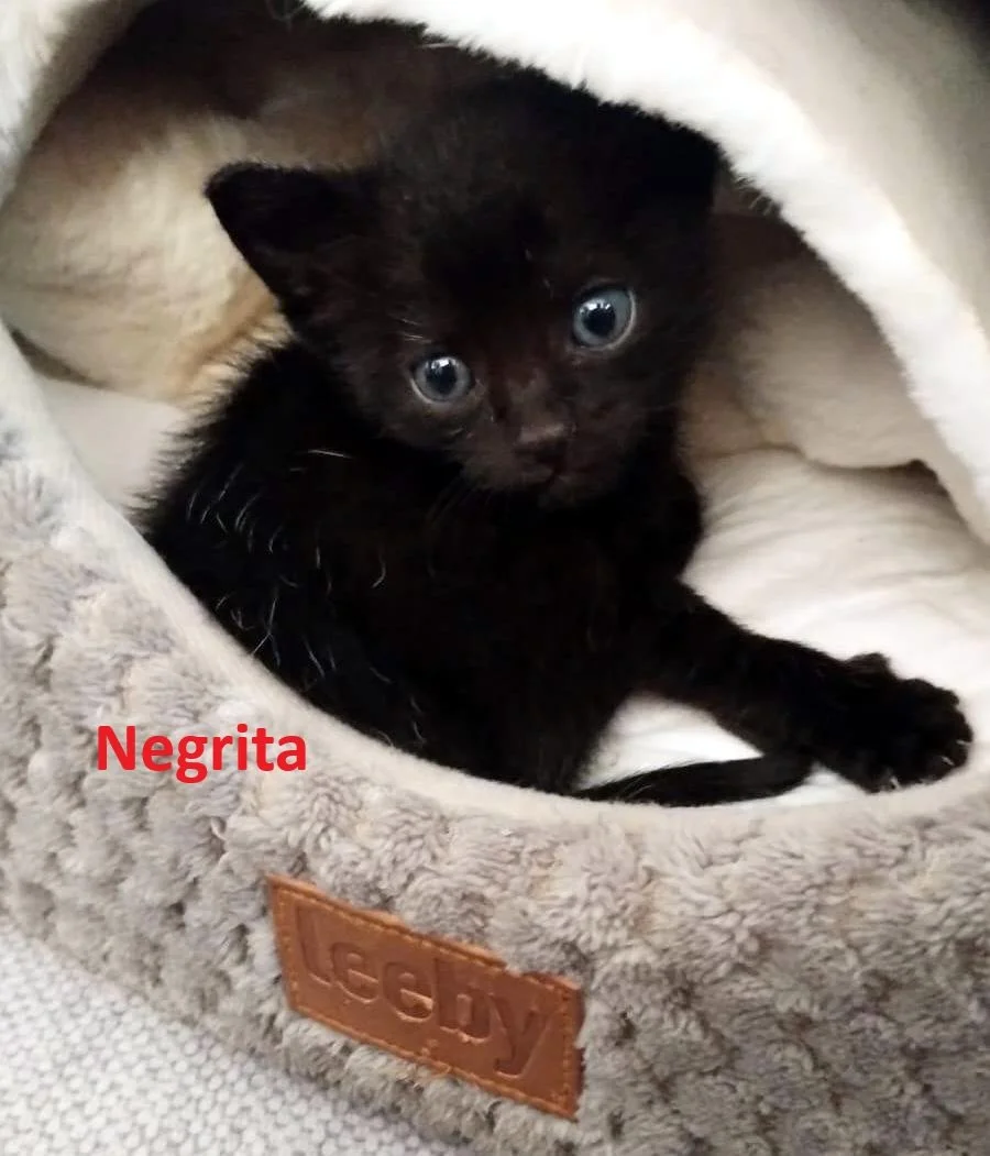 Negrita Ref RC 301939
