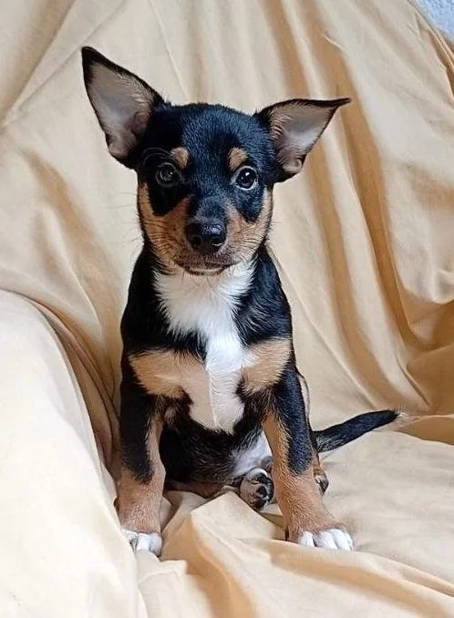 rolo large M 1.jpg