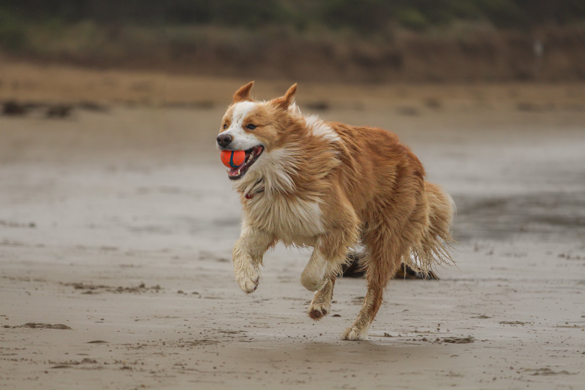 doggobeach.jpg
