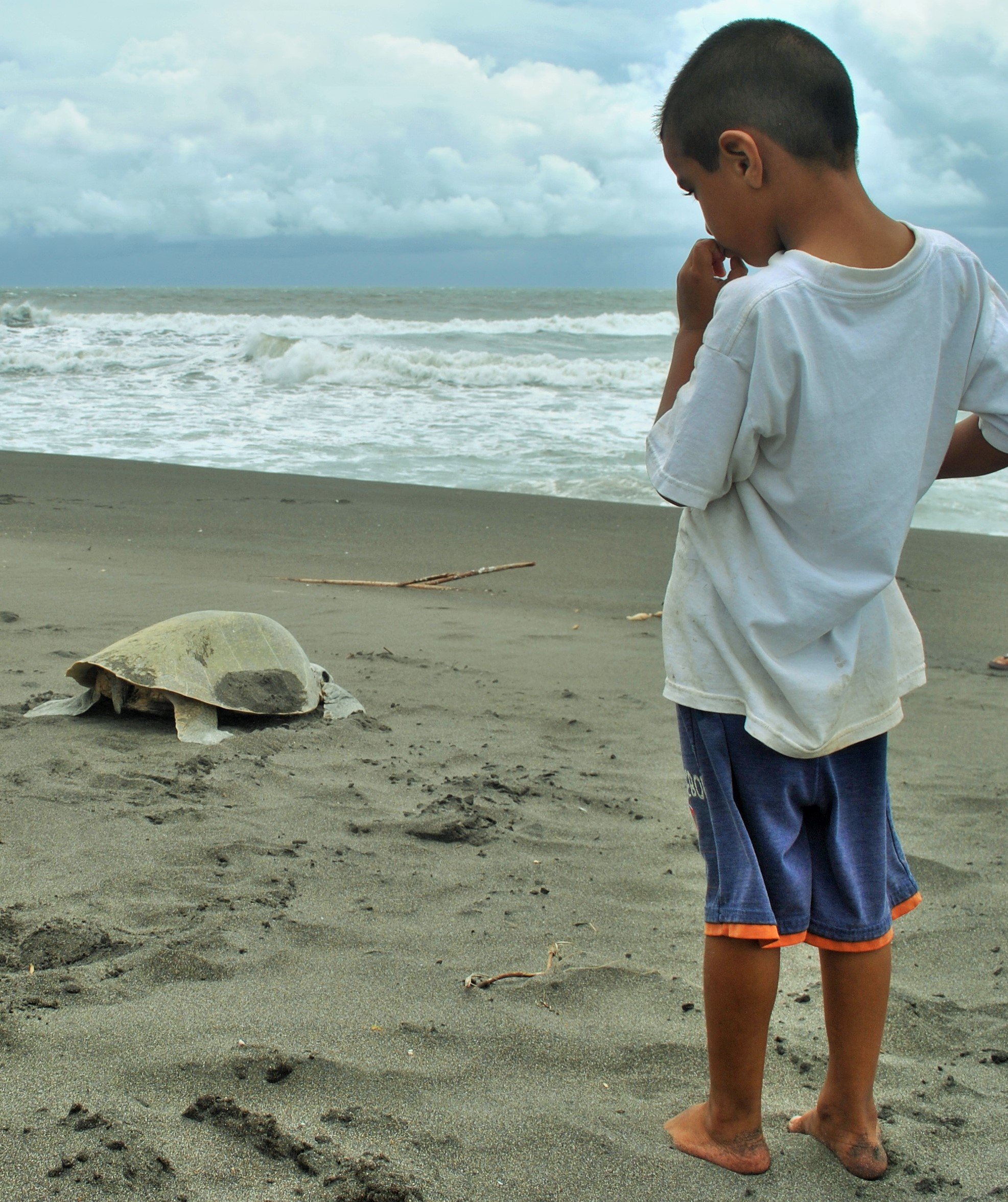 Sea turtles making their way to the ocean at El Paredón beach