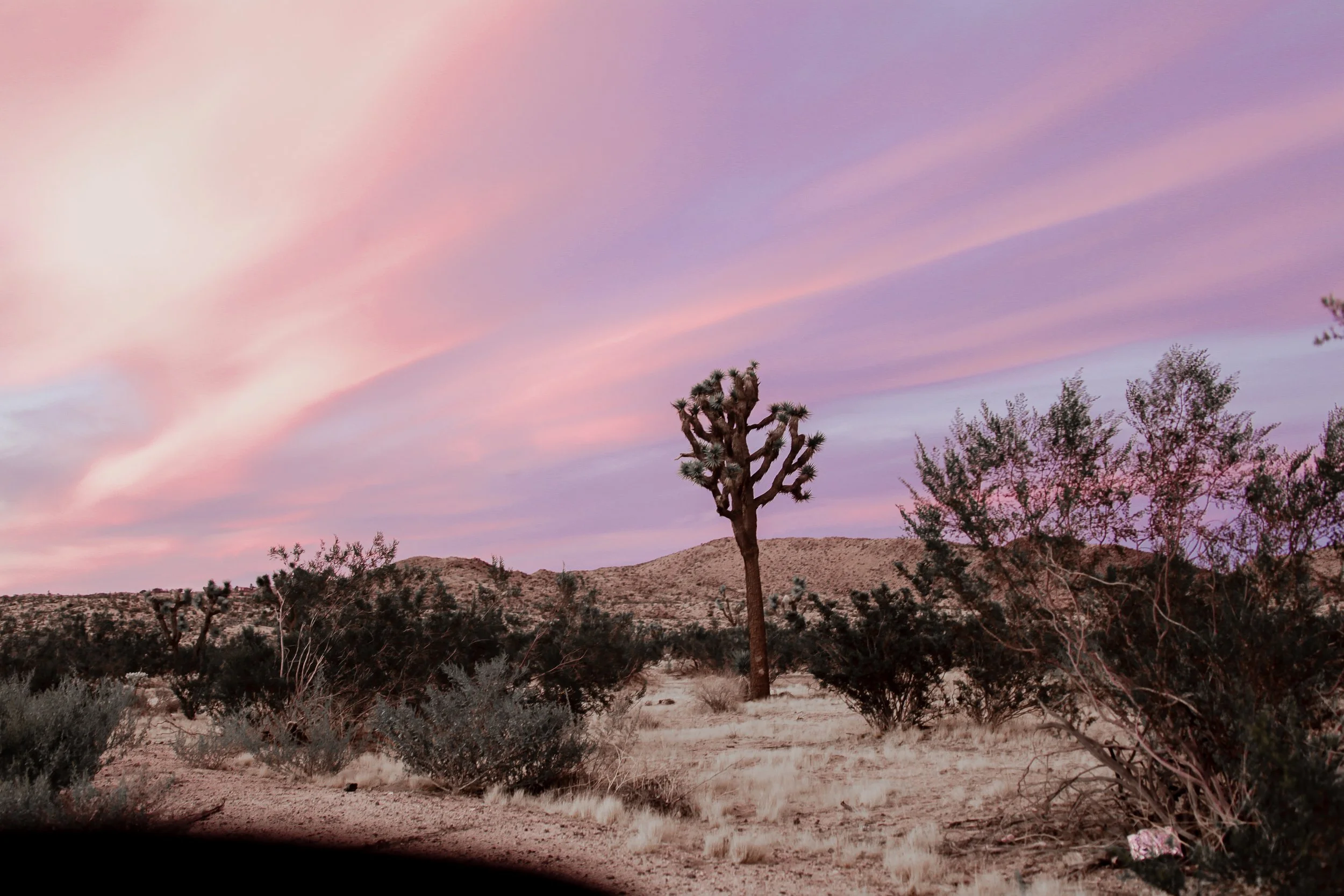 Joshua Tree High Res (2 di 49).jpg