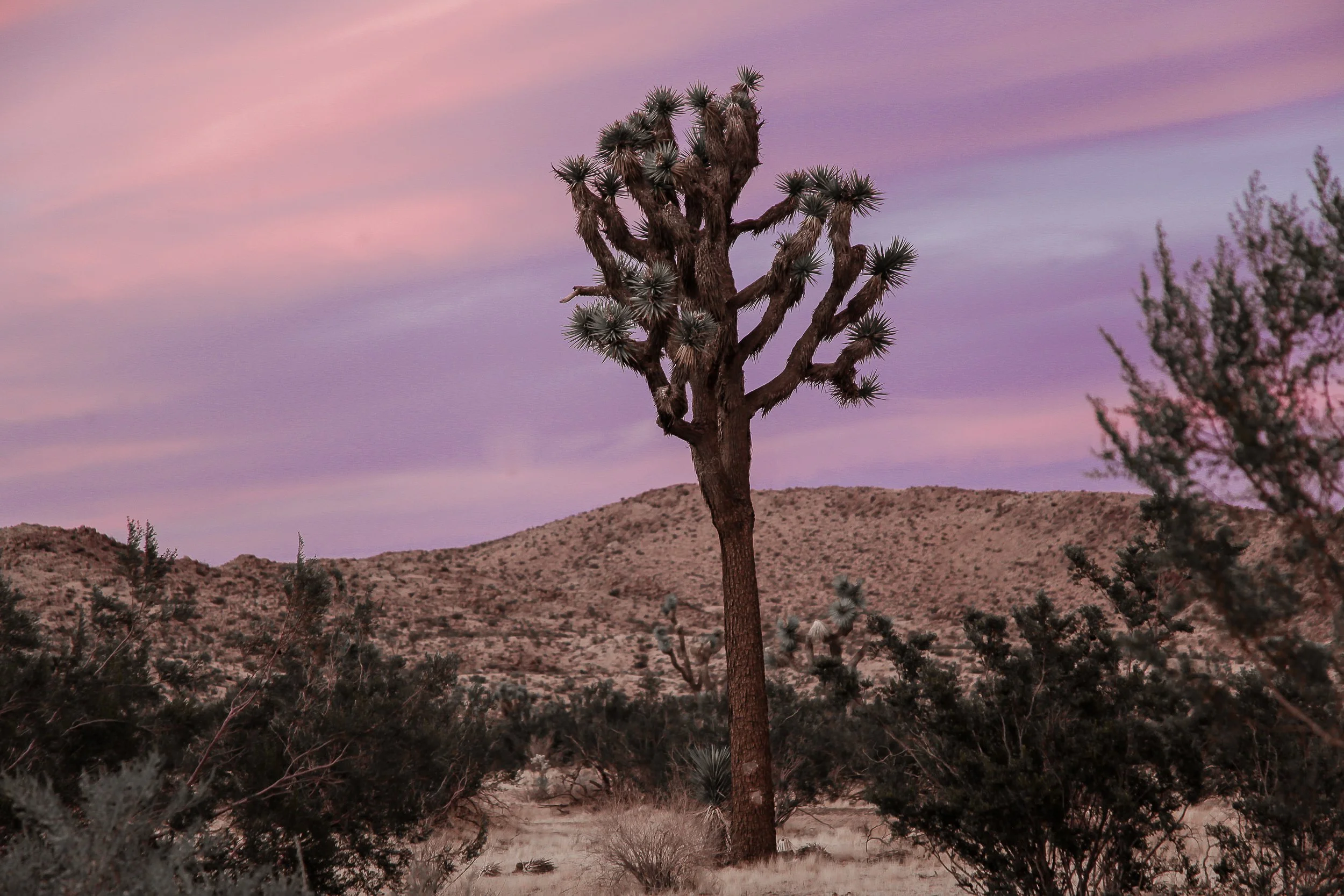 Joshua tree high res (1 di 1).jpg