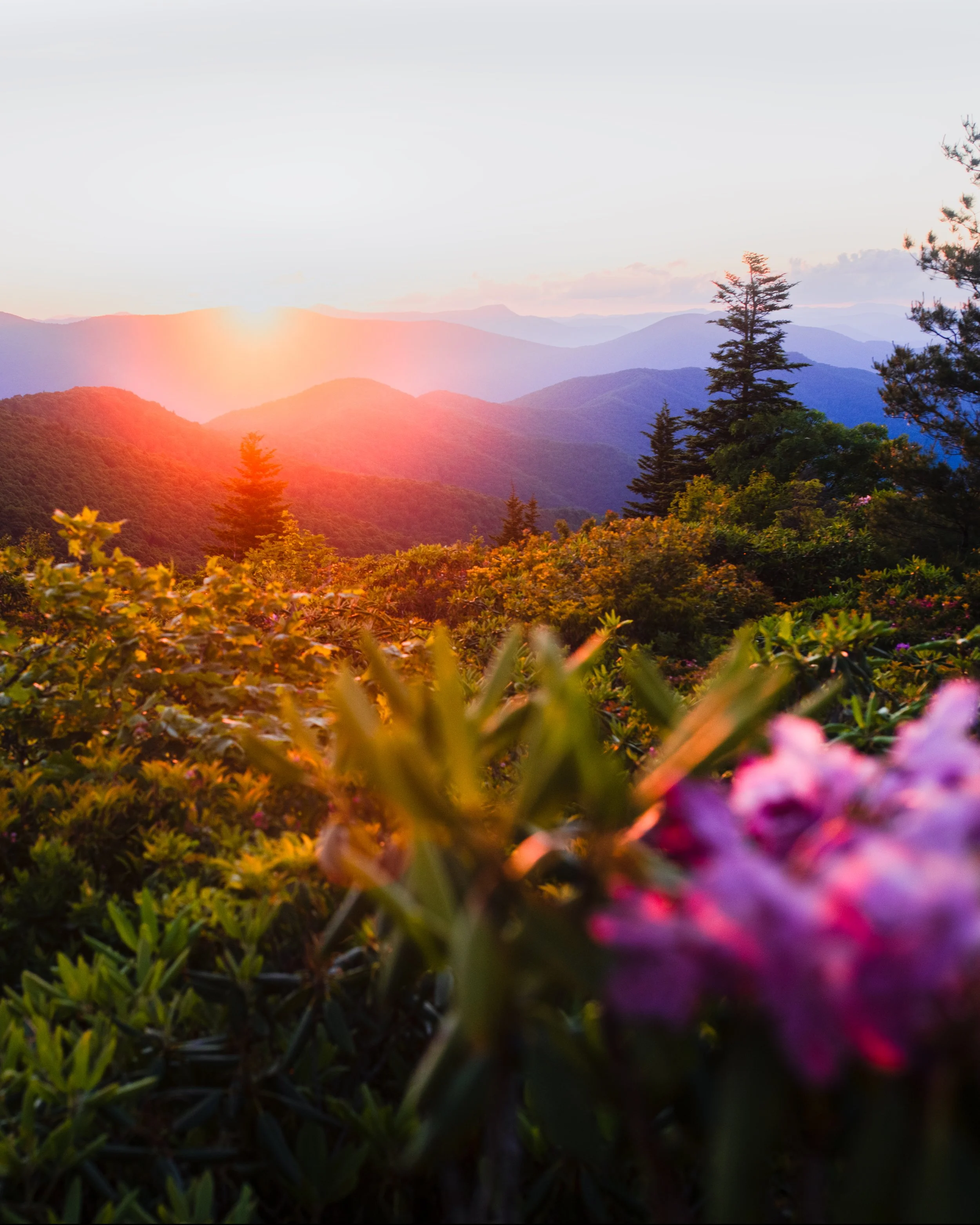 black balsam knob.jpg