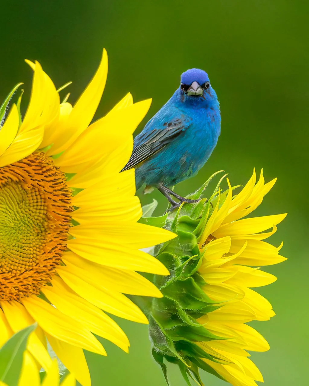 Indigo Bunting Among Sunflowers2.jpg