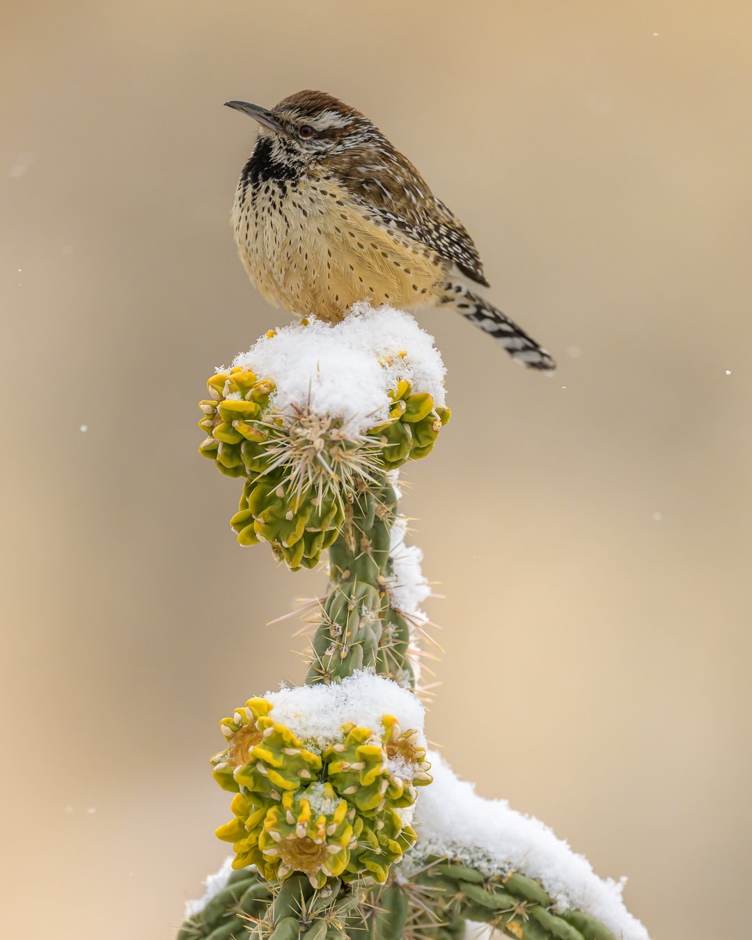 Cactus Wren1.jpg