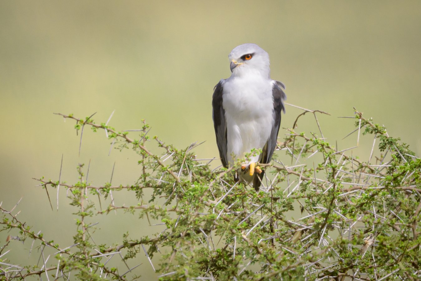 Black-winged Kite2.jpg