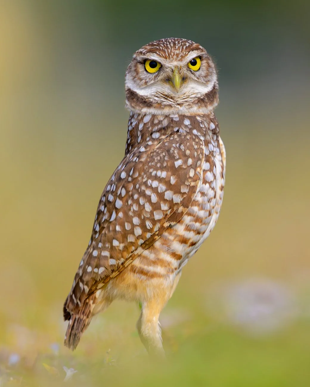 Burrowing Owl Head On.jpg