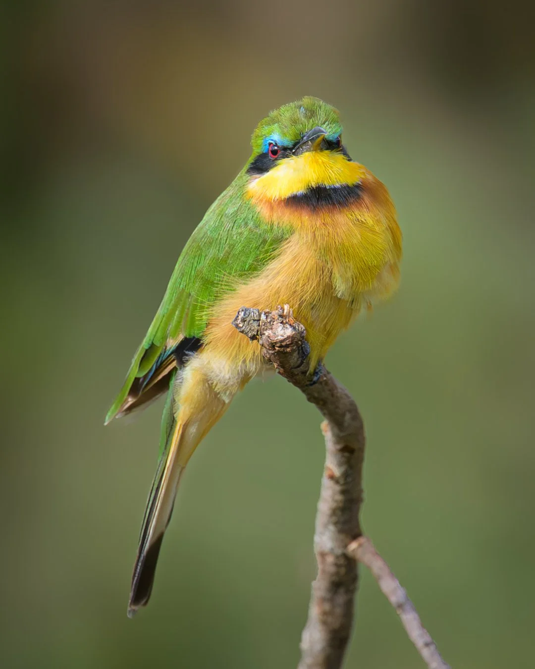 Little Bee-eater-2.jpg
