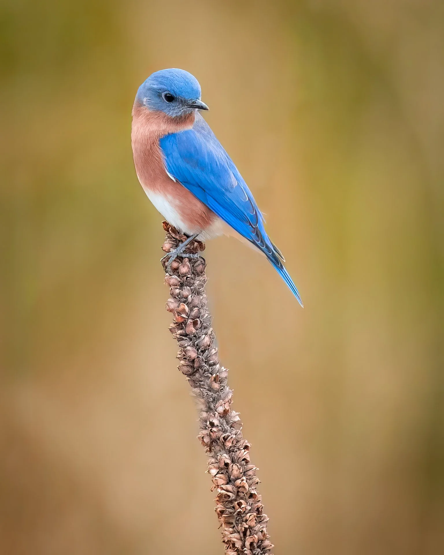Eastern Blue Bird3.jpg