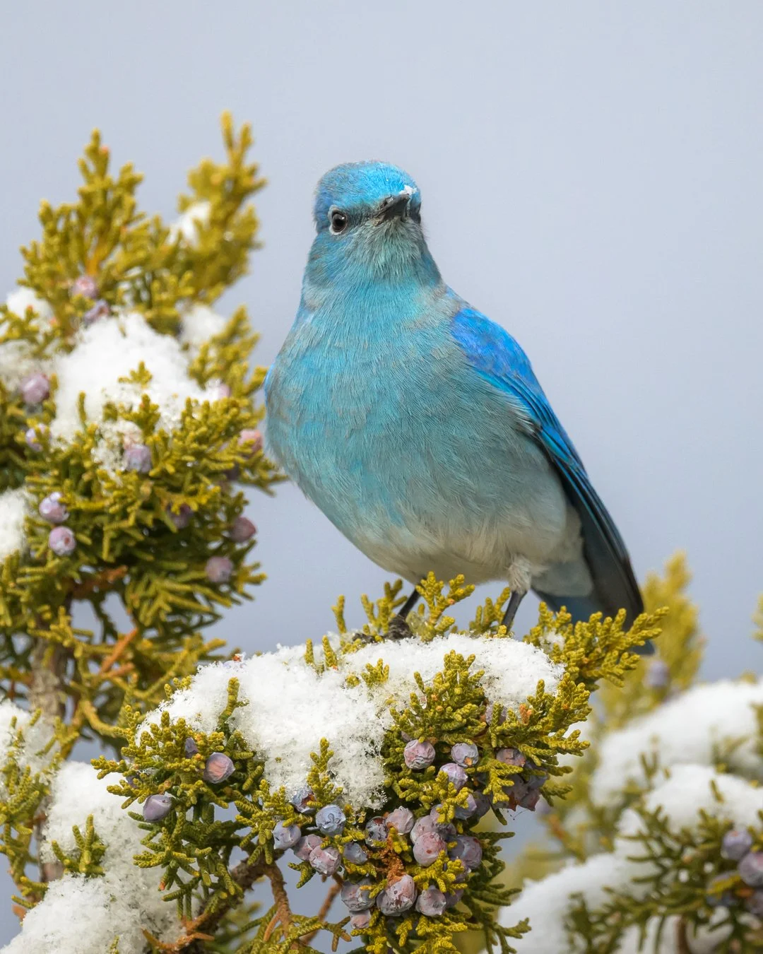 Blue Birds-2.jpg