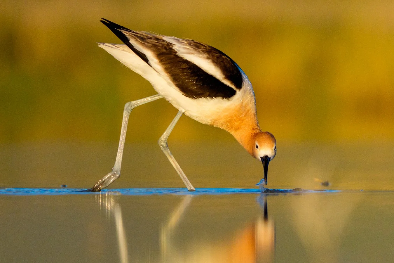 American Avocet Foraging.jpg