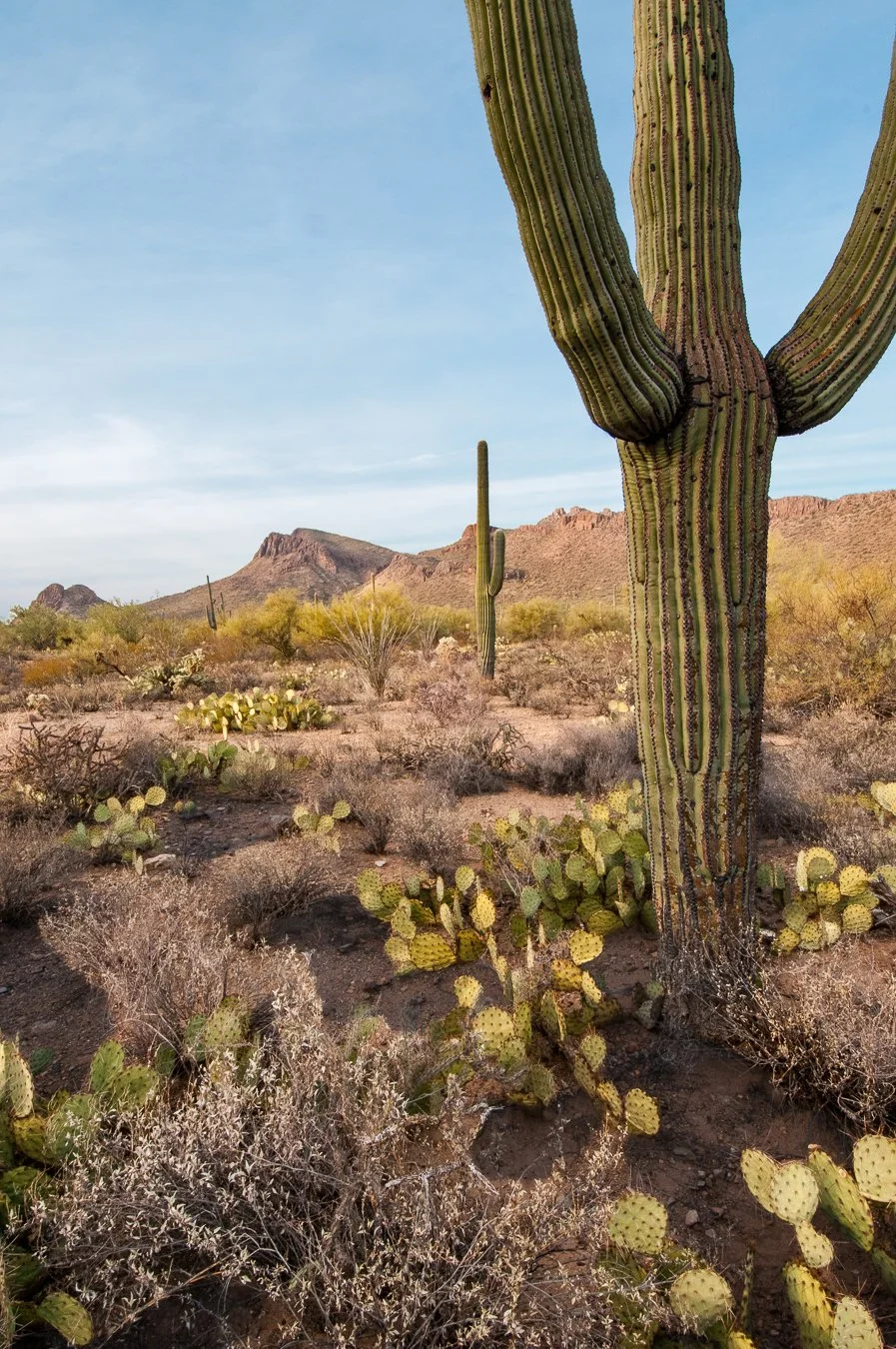 Saguaro National Park, Tucson, 2008.jpg