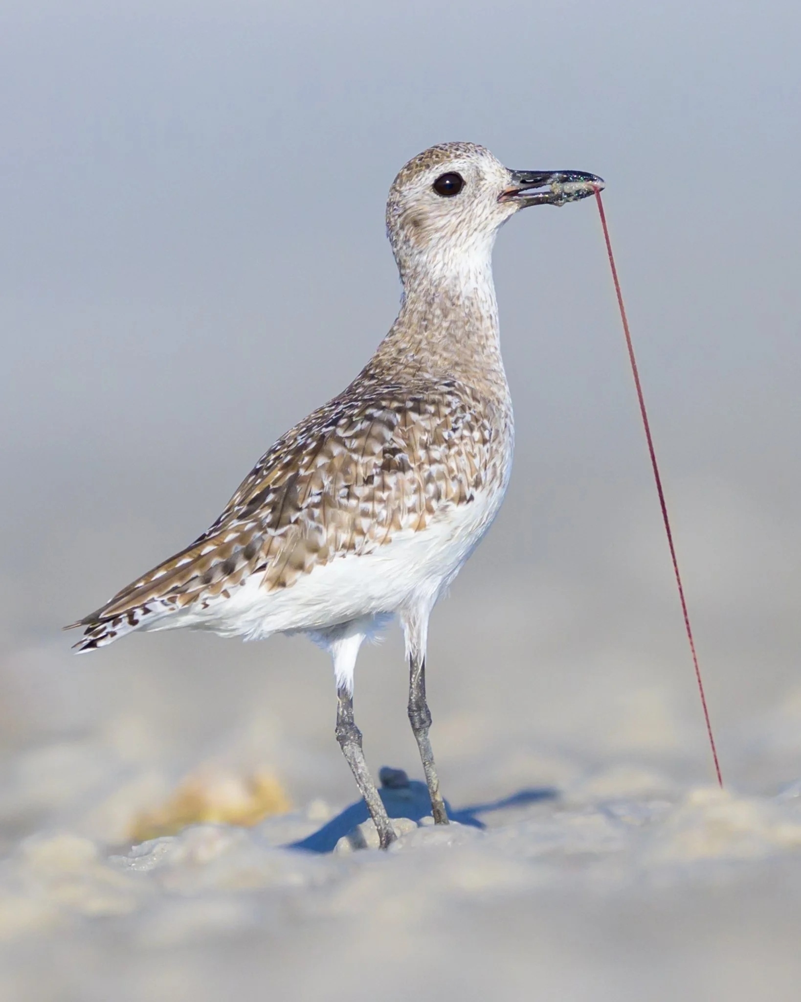 Early Bird Gets the Worm.jpg