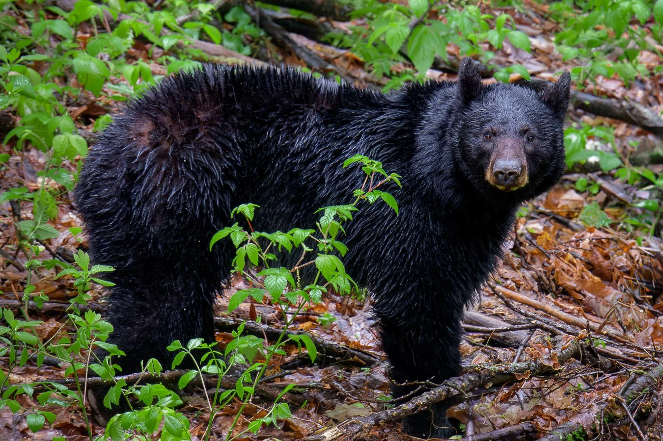 Black Bear, SMNP, 2019, .jpg