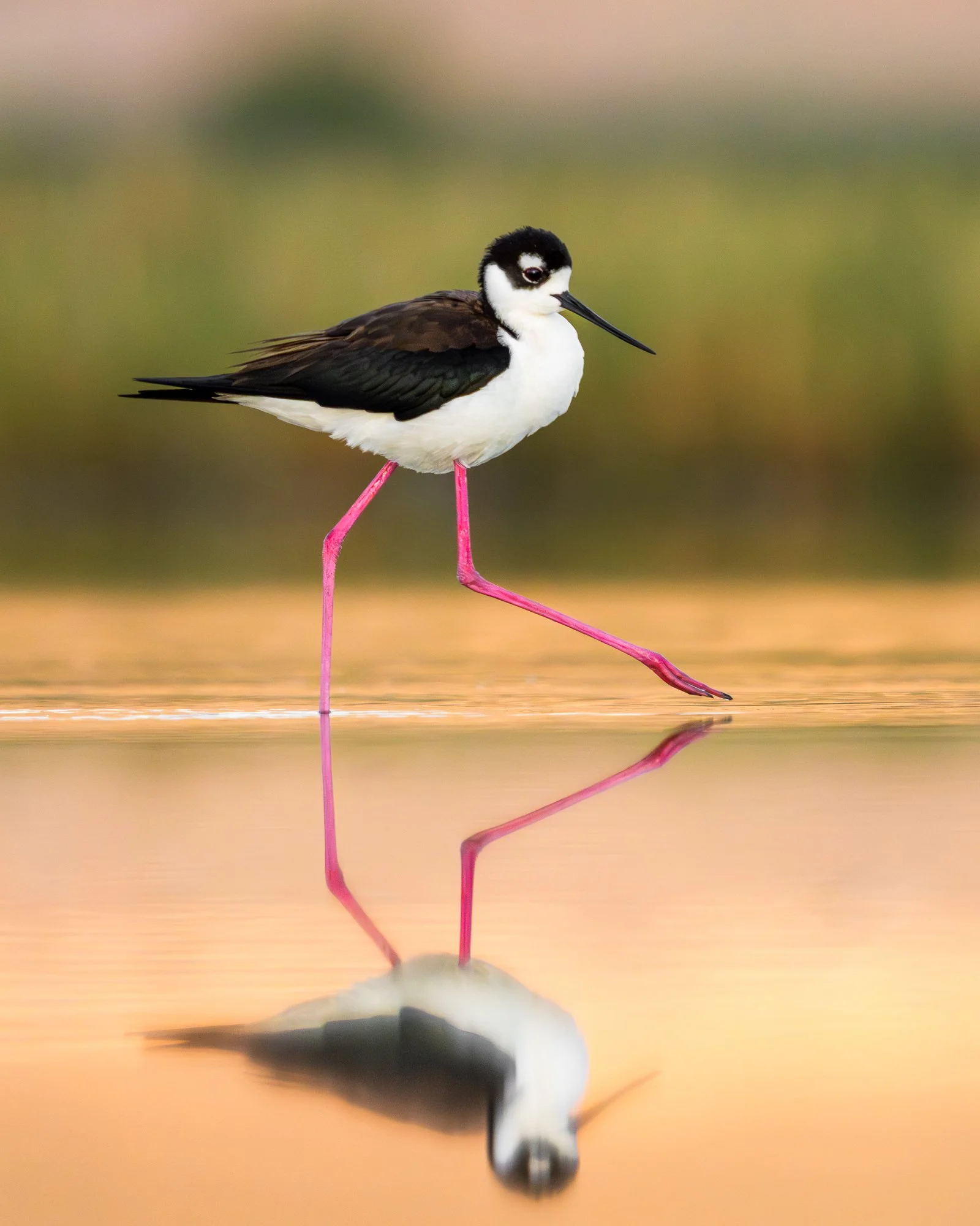 JohnScott_Black-necked Stilt.jpg