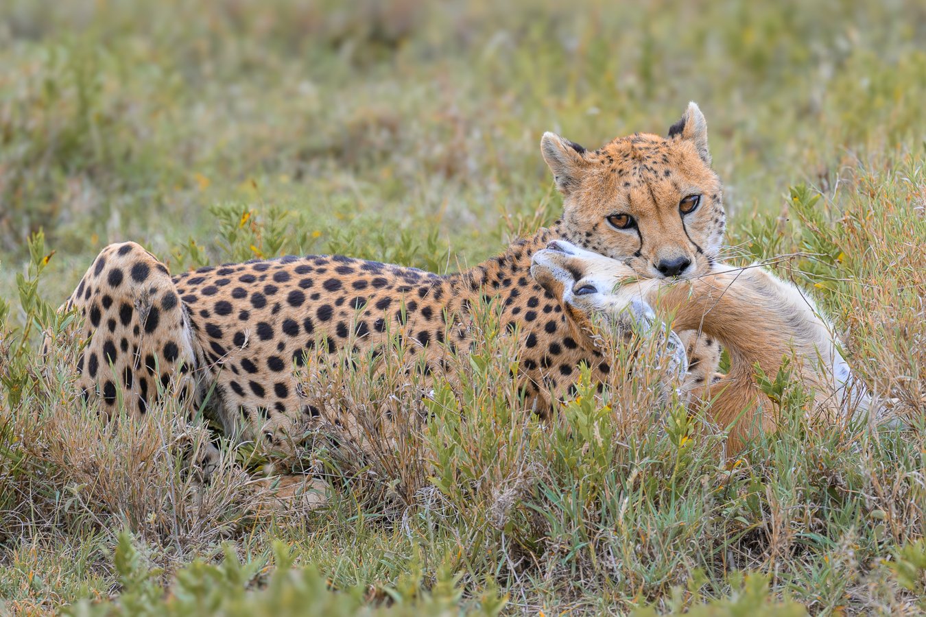 Cheetah with Kill Revised.jpg