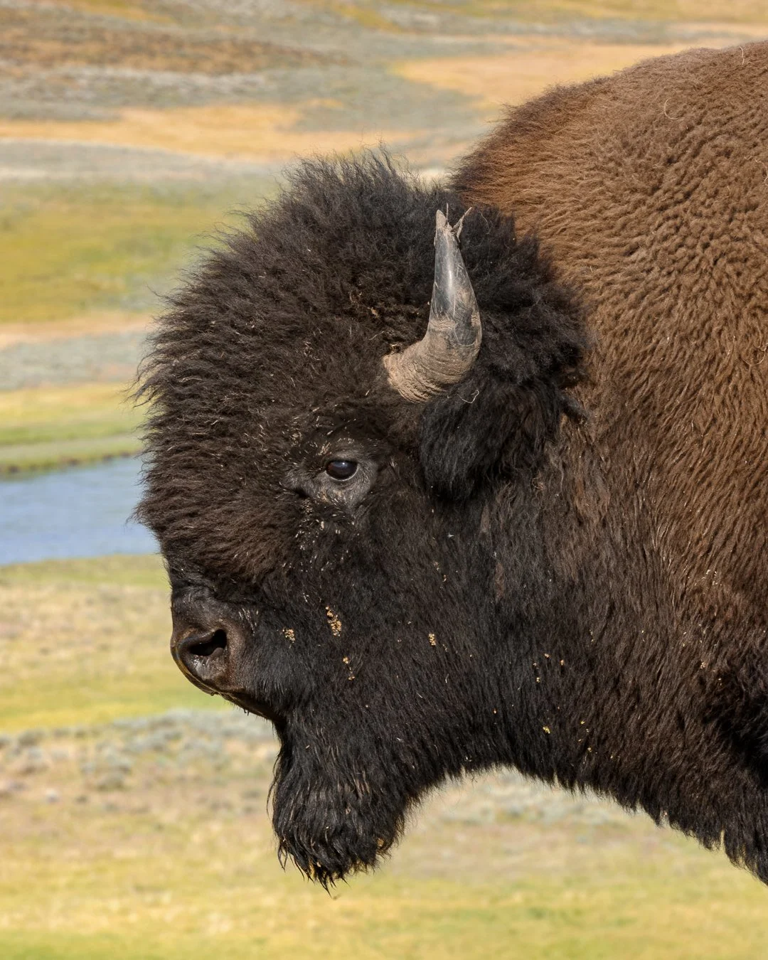 Bison Profile, Yellowstone, 2009 .jpg