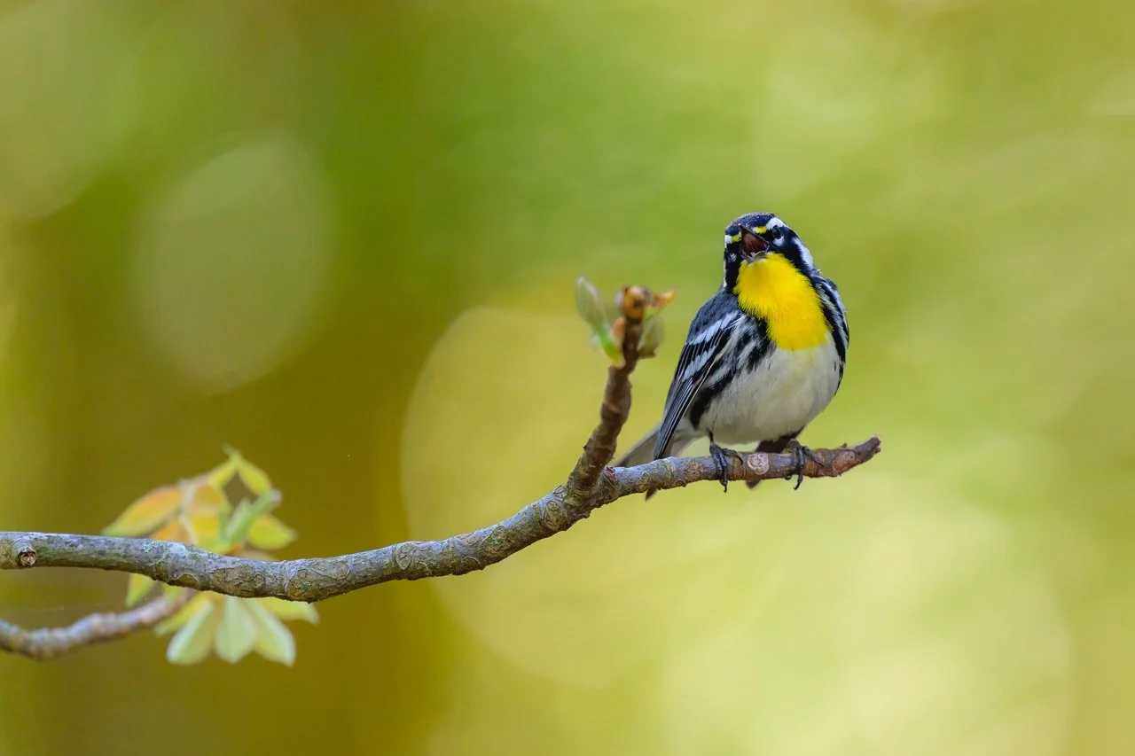 Yellow-throated Warbler In Song.jpg