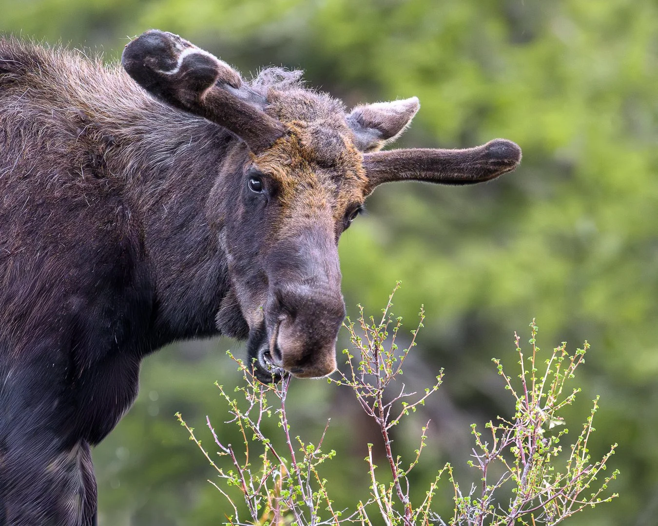 Bull Moose, RMNP, 2022.jpg
