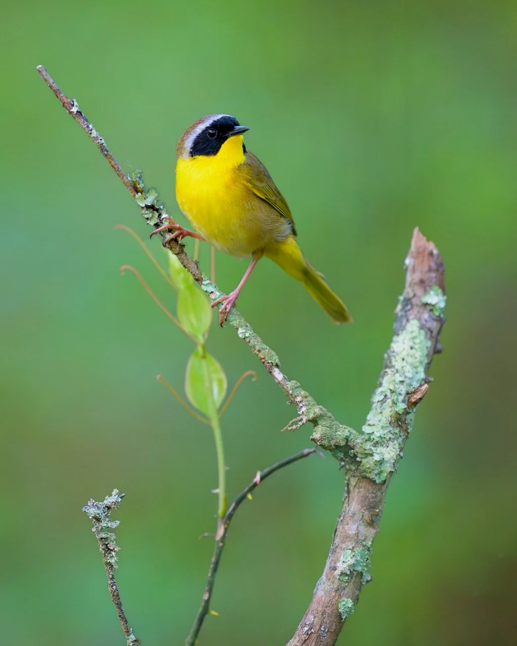 Common Yellowthroat Warbler.jpg