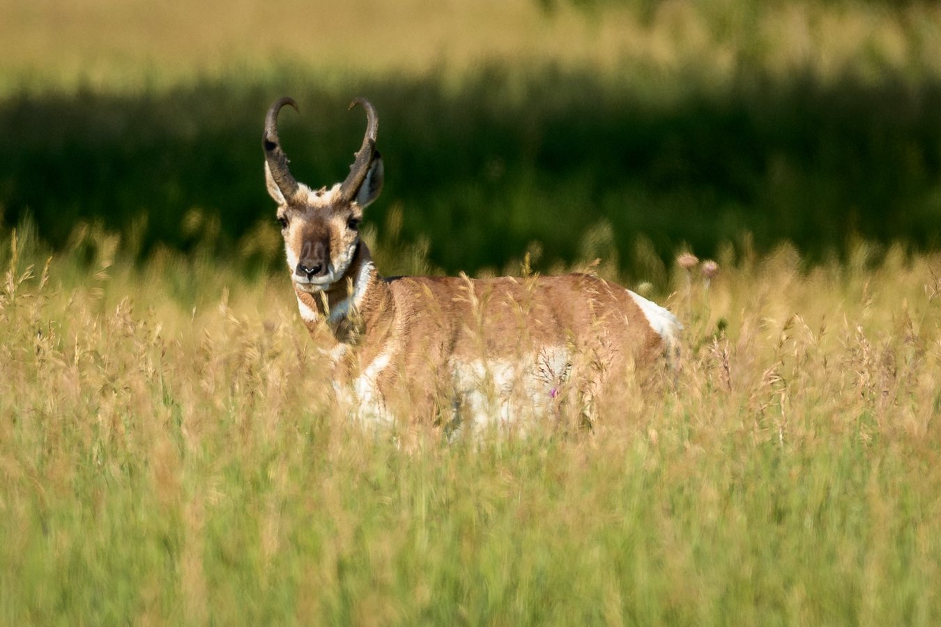 Prong Horn2, Jackson Hole, 2018 .jpg