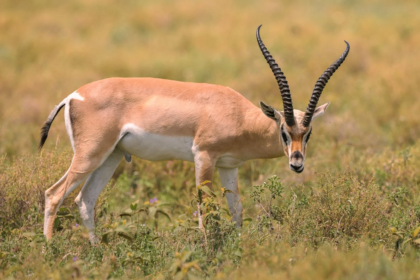 Grant's Gazelle-2.jpg