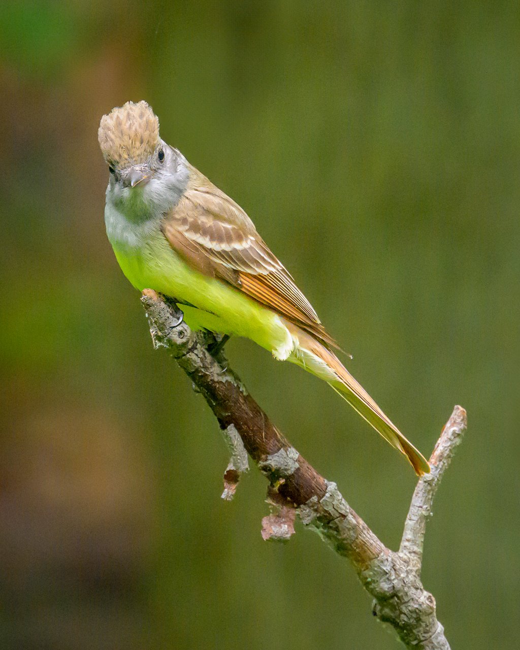 Great Crested Flycatcher3.jpg