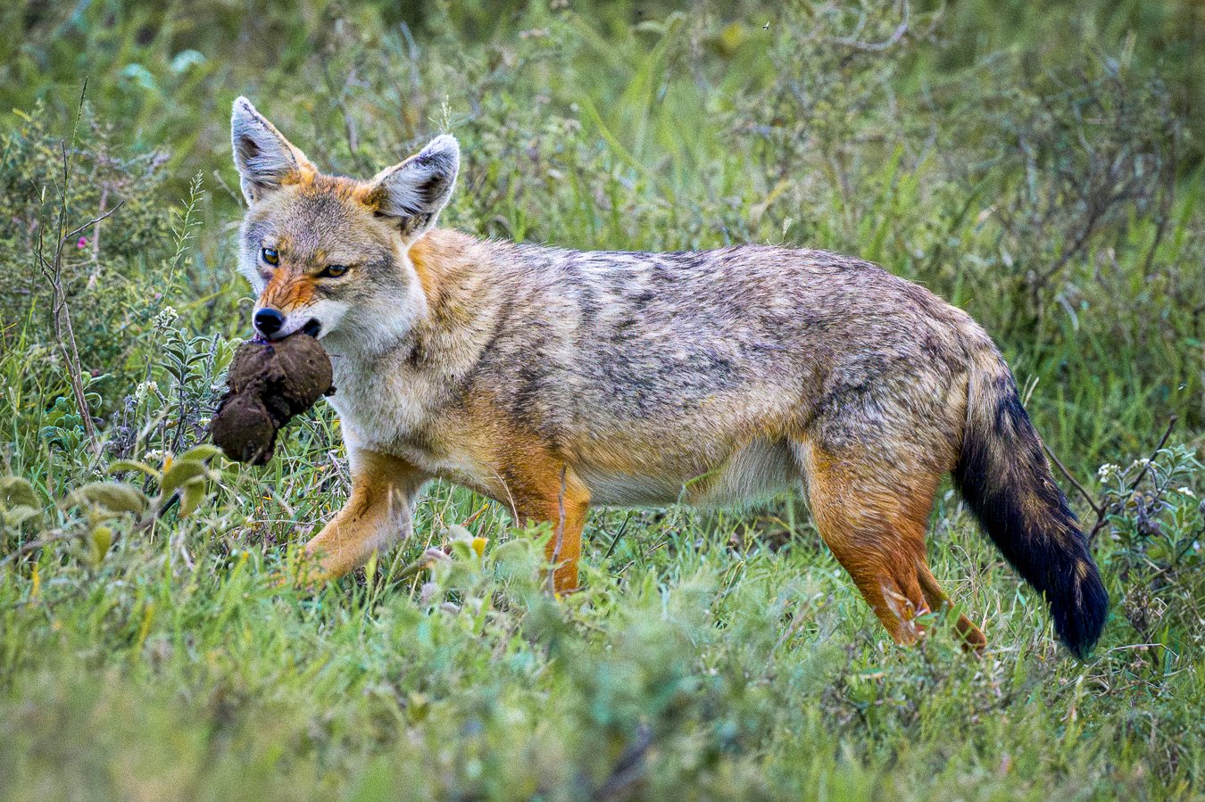 Jackal with Catch.jpg