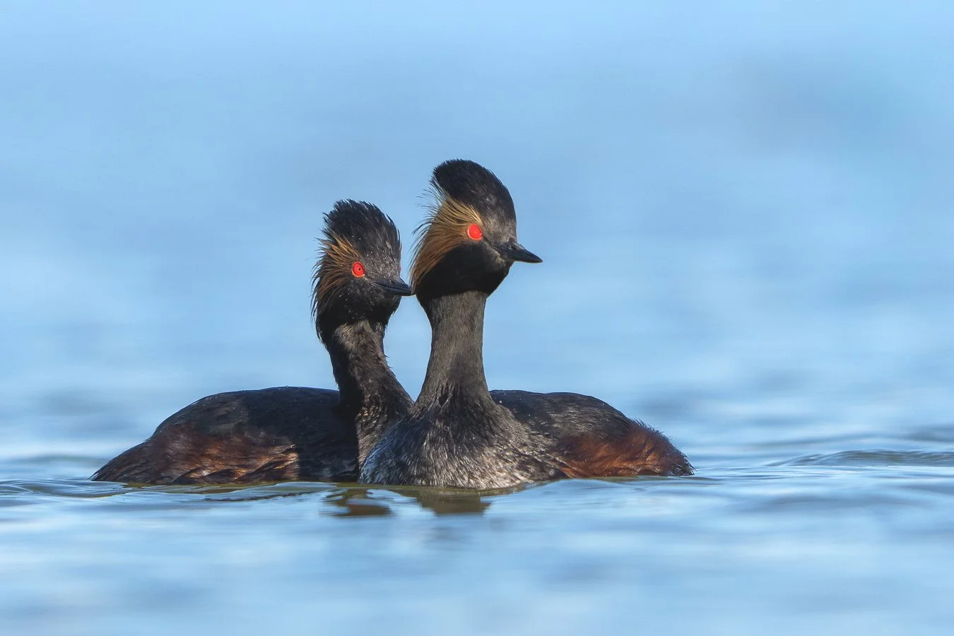 Eared Grebes on GSL.jpg